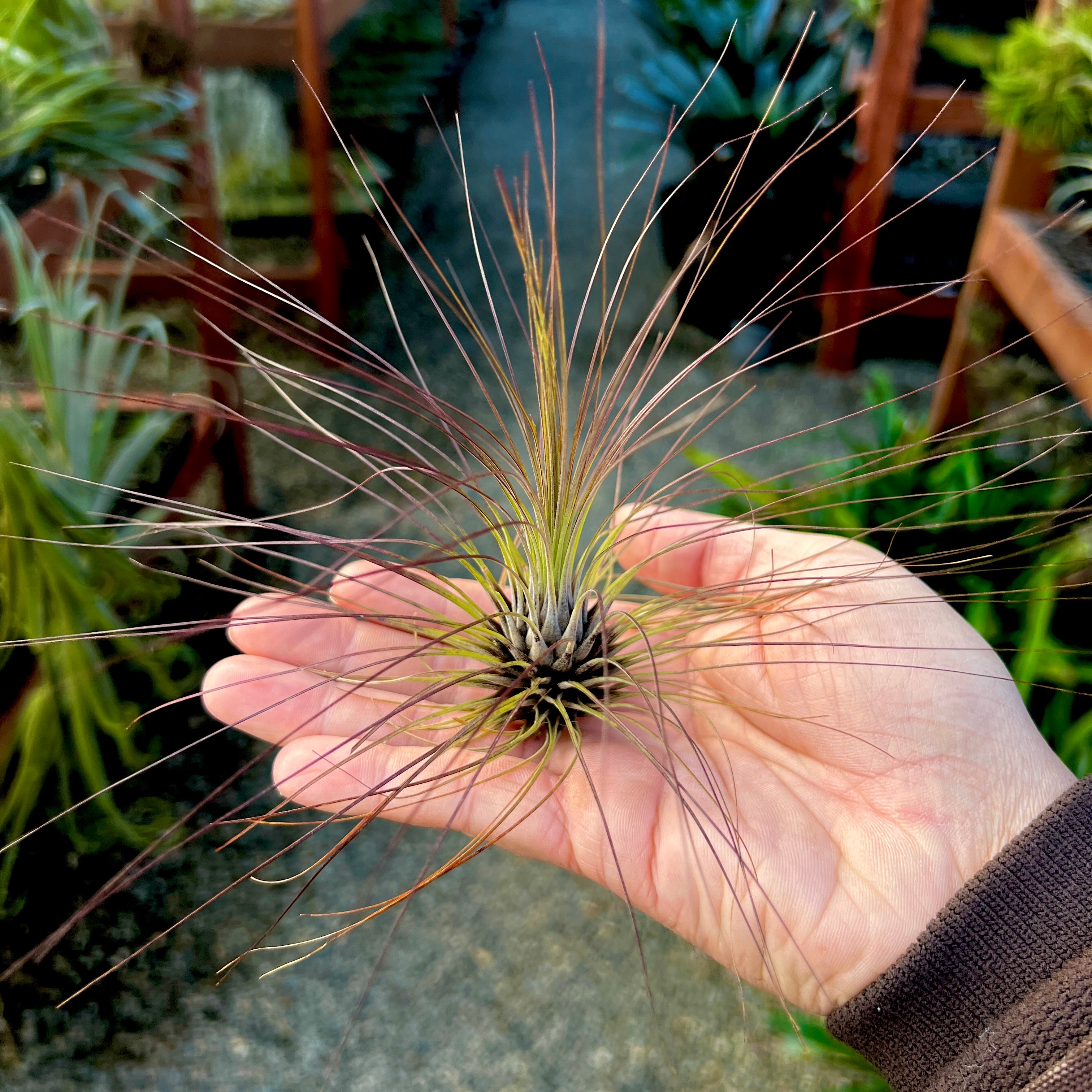 filifolia air plant Filifolia Large *SALE! 50% OFF*
