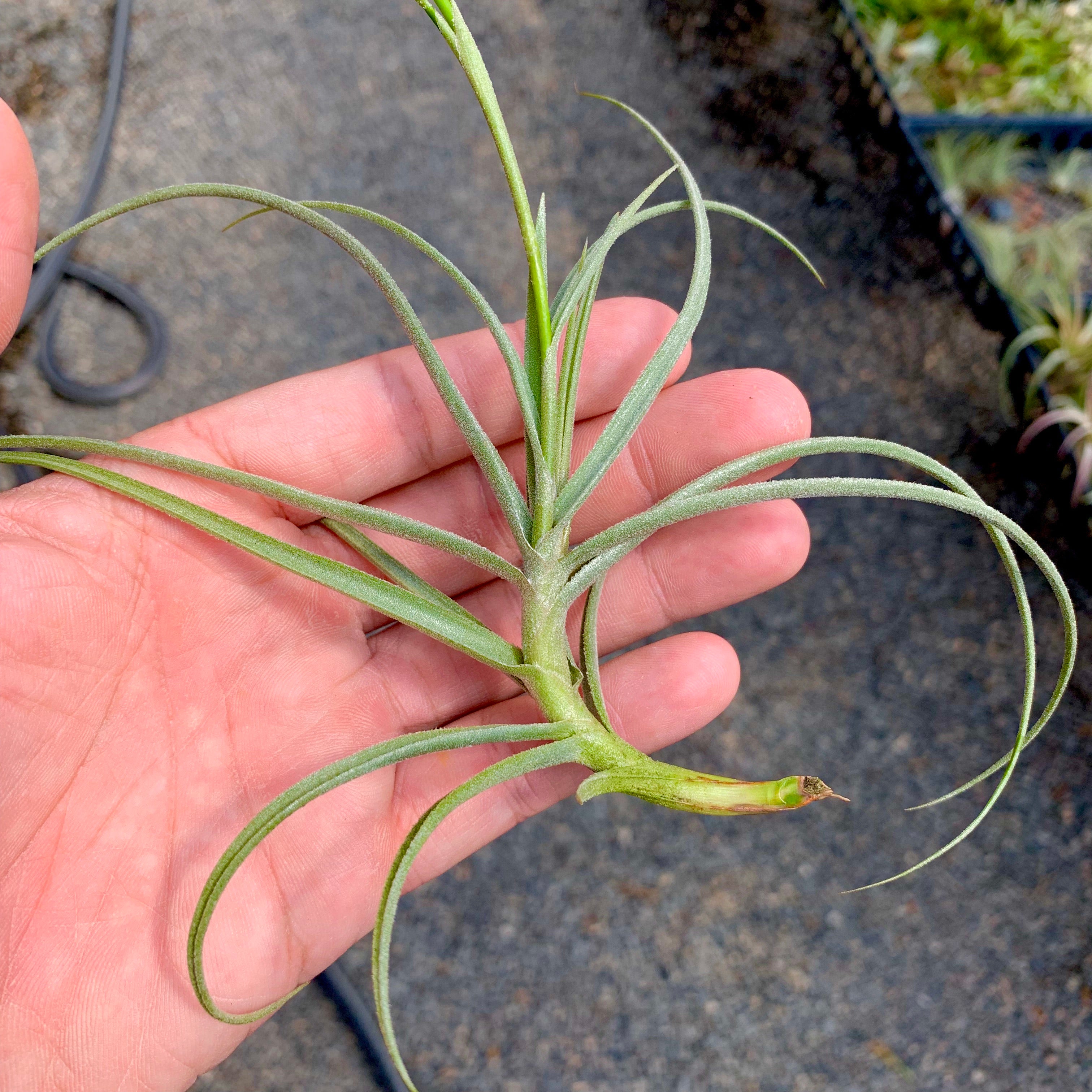 Tillandsia Wonga mallemontii x duratii  clumping air plant fragrant houseplant for sale