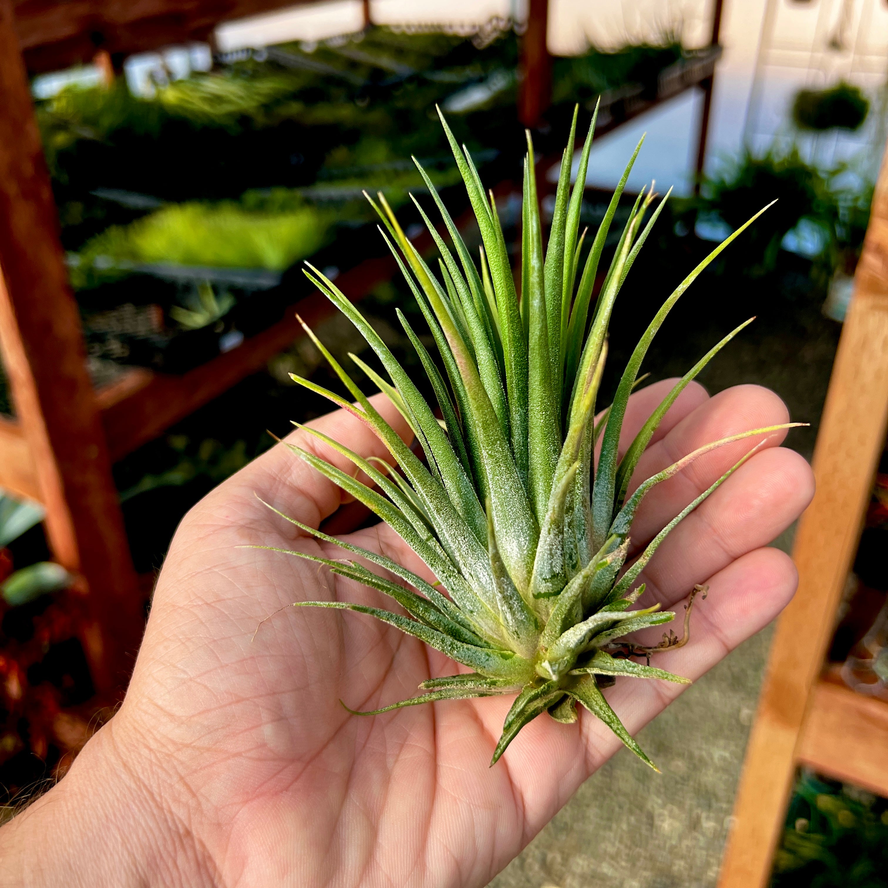 Tillandsia Ionantha Guatemala Easy Care Air Plant Beginner Friendly For Sale