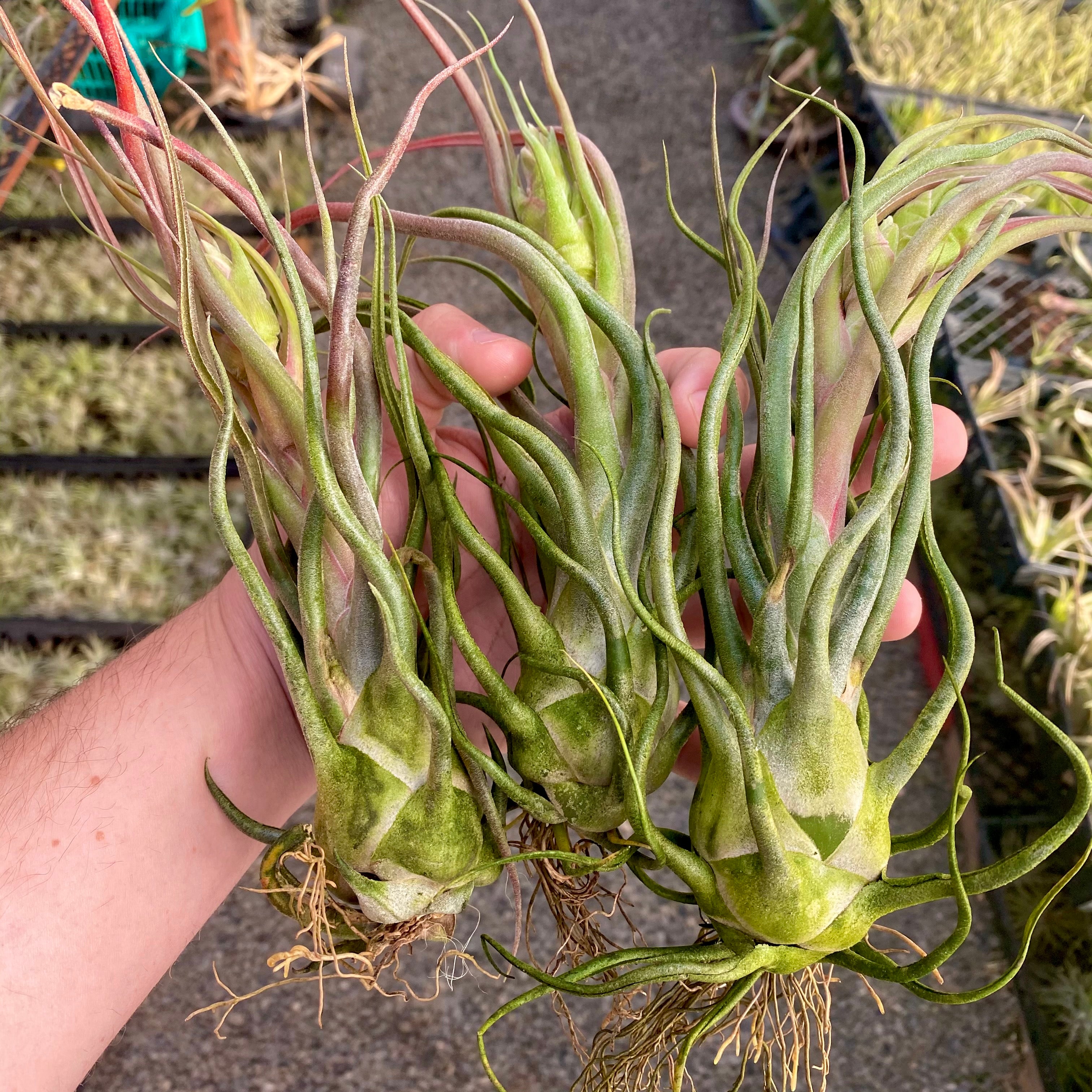 Charles Wiley (seleriana x bulbosa)