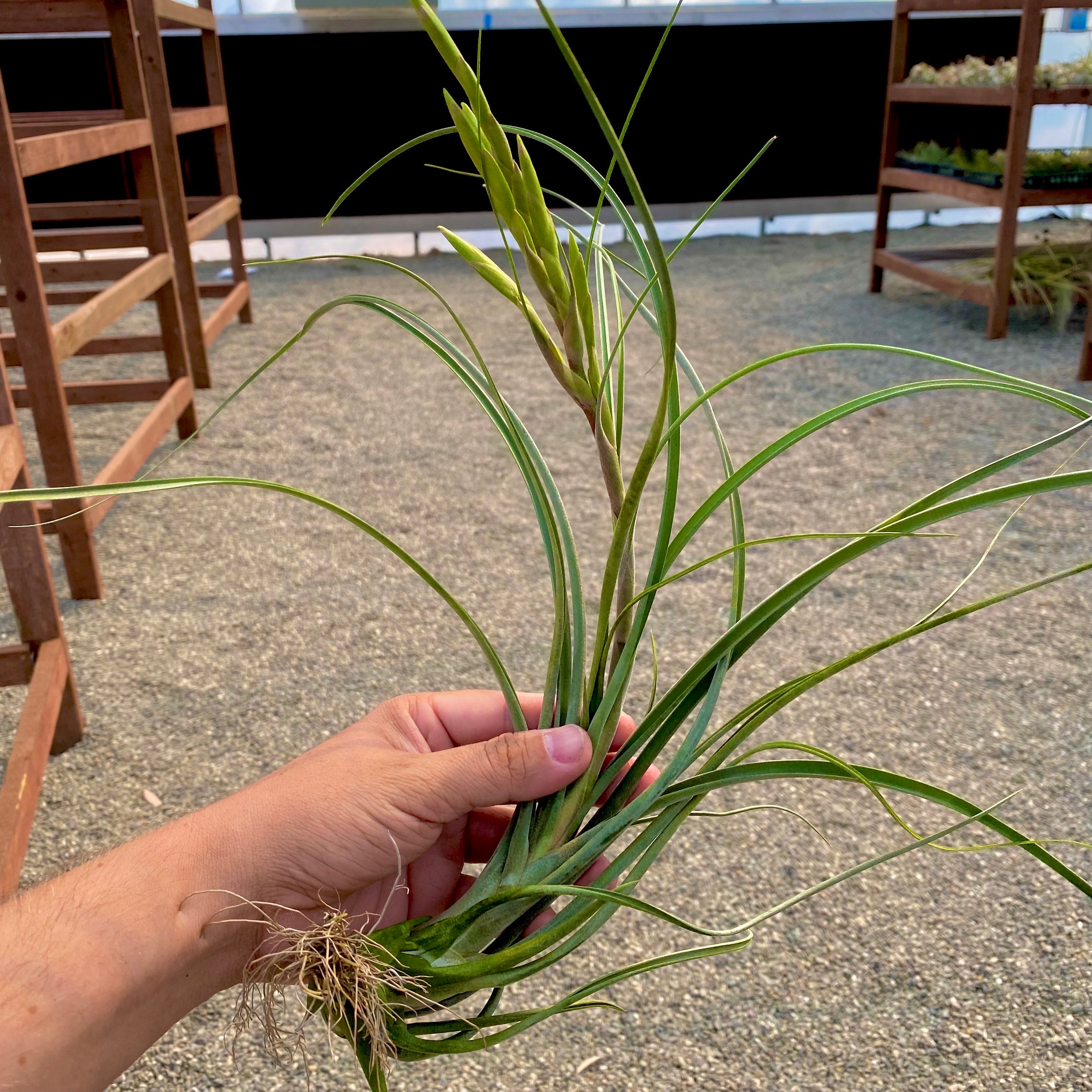 Caput Medusae x Flabellata Large Air Plant Rare Tillandsia Hybrid