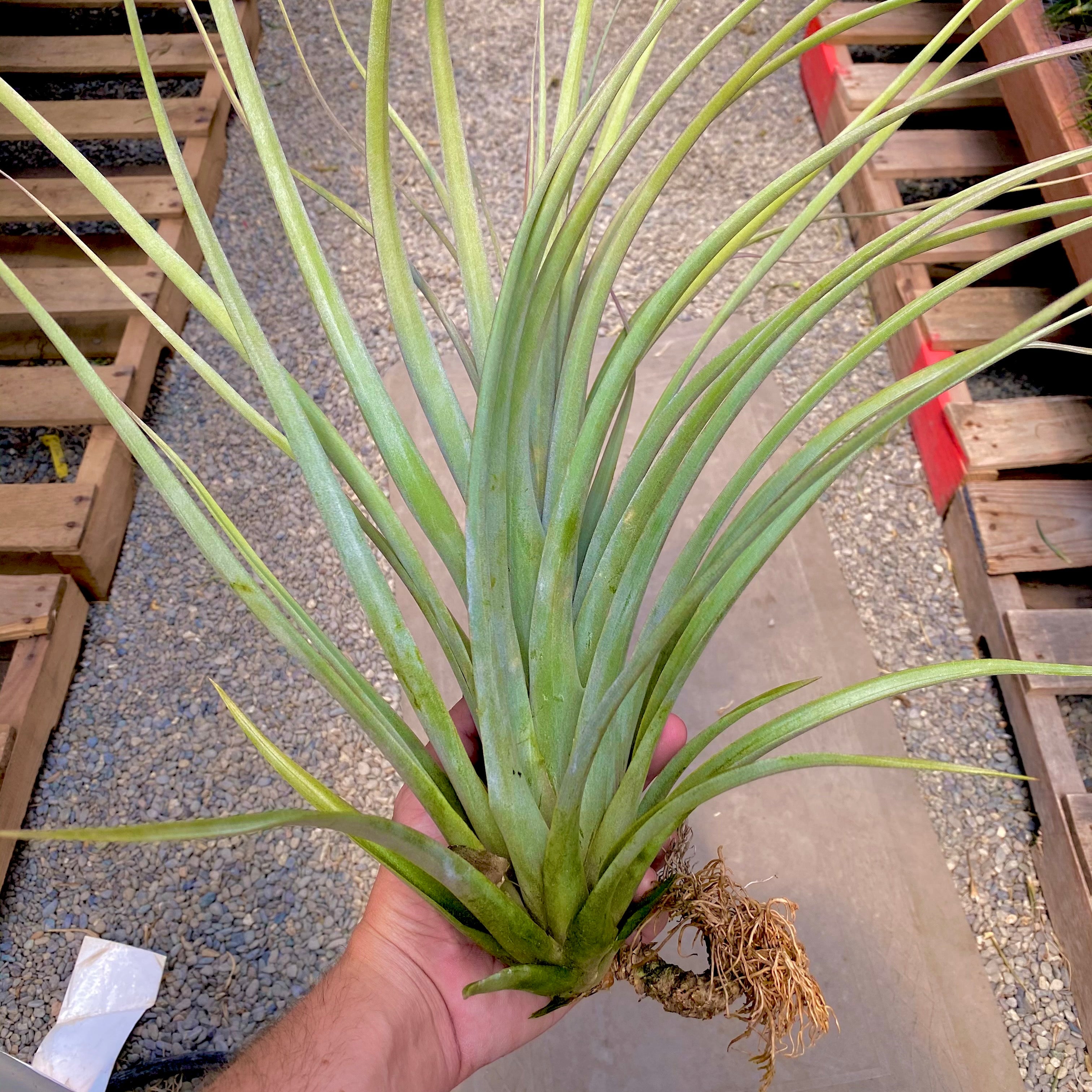 XXL zacapanensis X floridiana <br> HUGE!