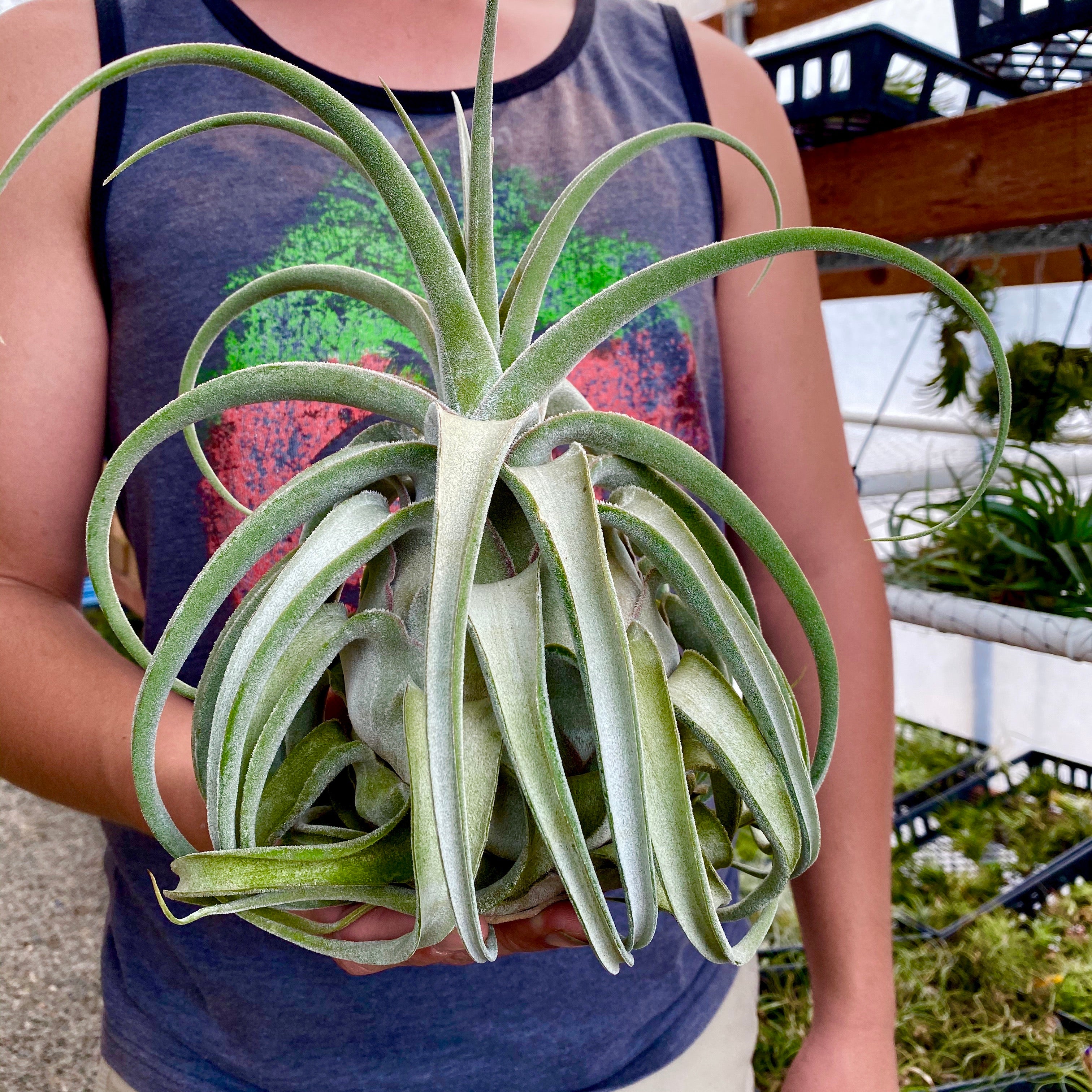 Lucille Air Plant Rare Tillandsia Large XL for sale Ehlersiana Hybrid