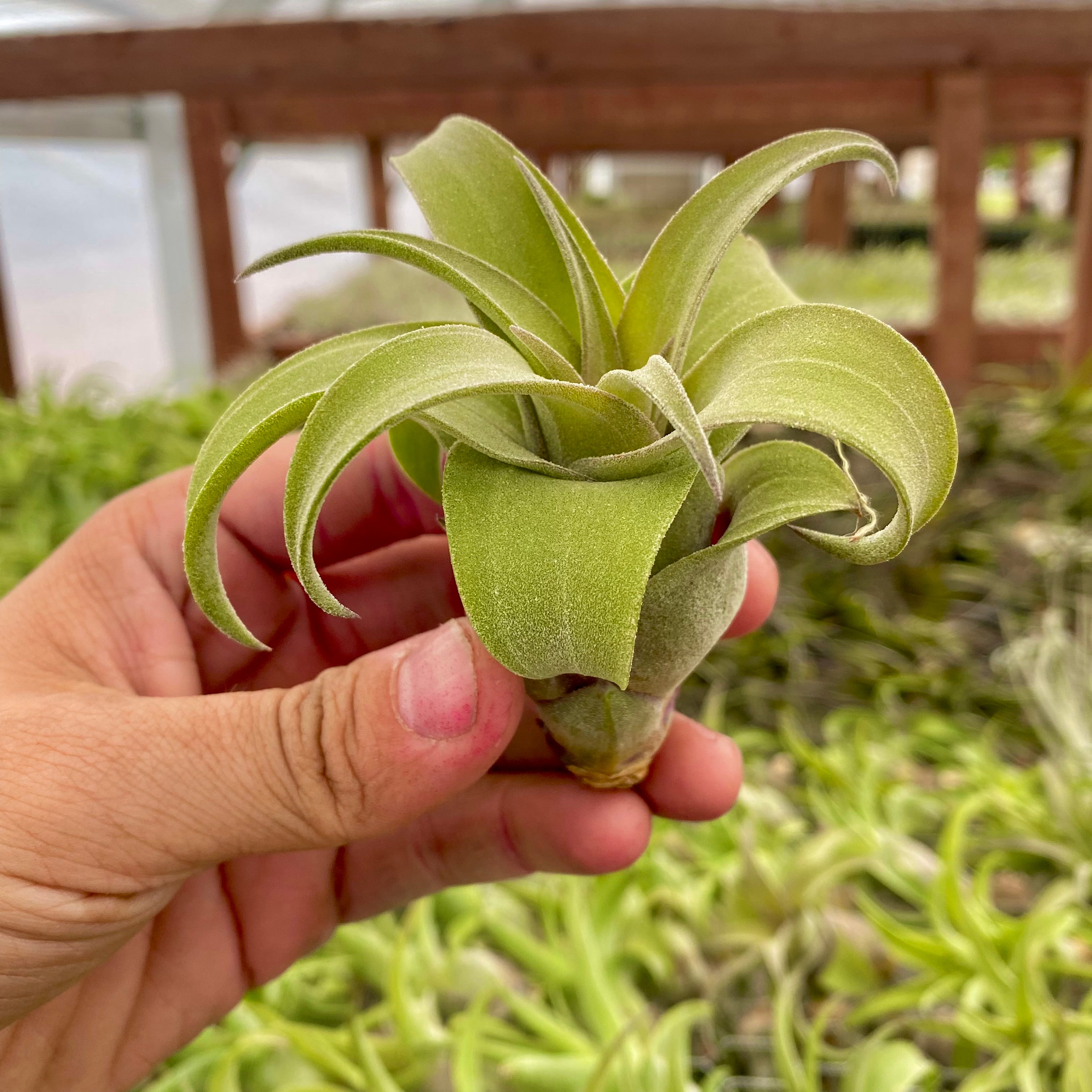 Wholesale Streptophylla  Medium <br> (Minimum Order 3)