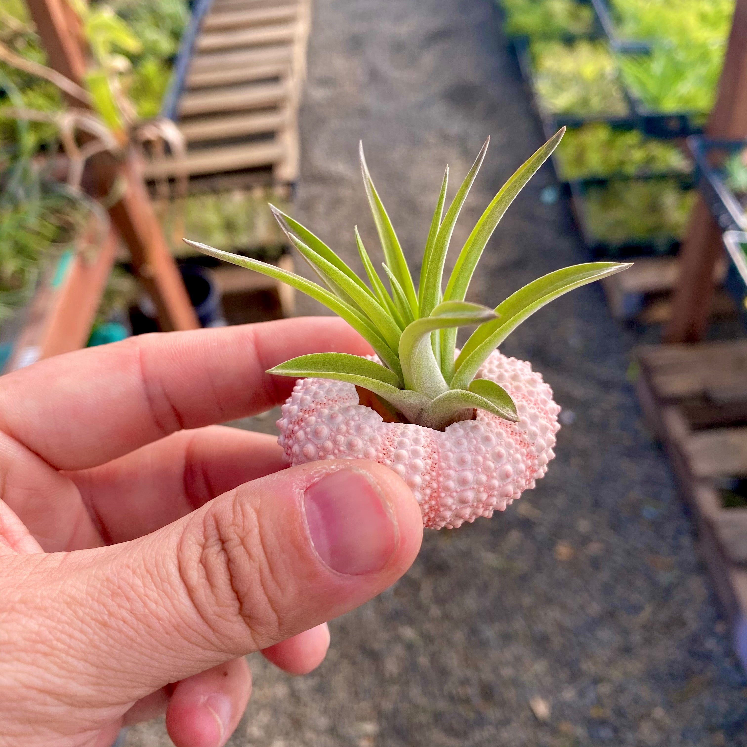 Pink/White Sea Urchin Shell + Air Plant