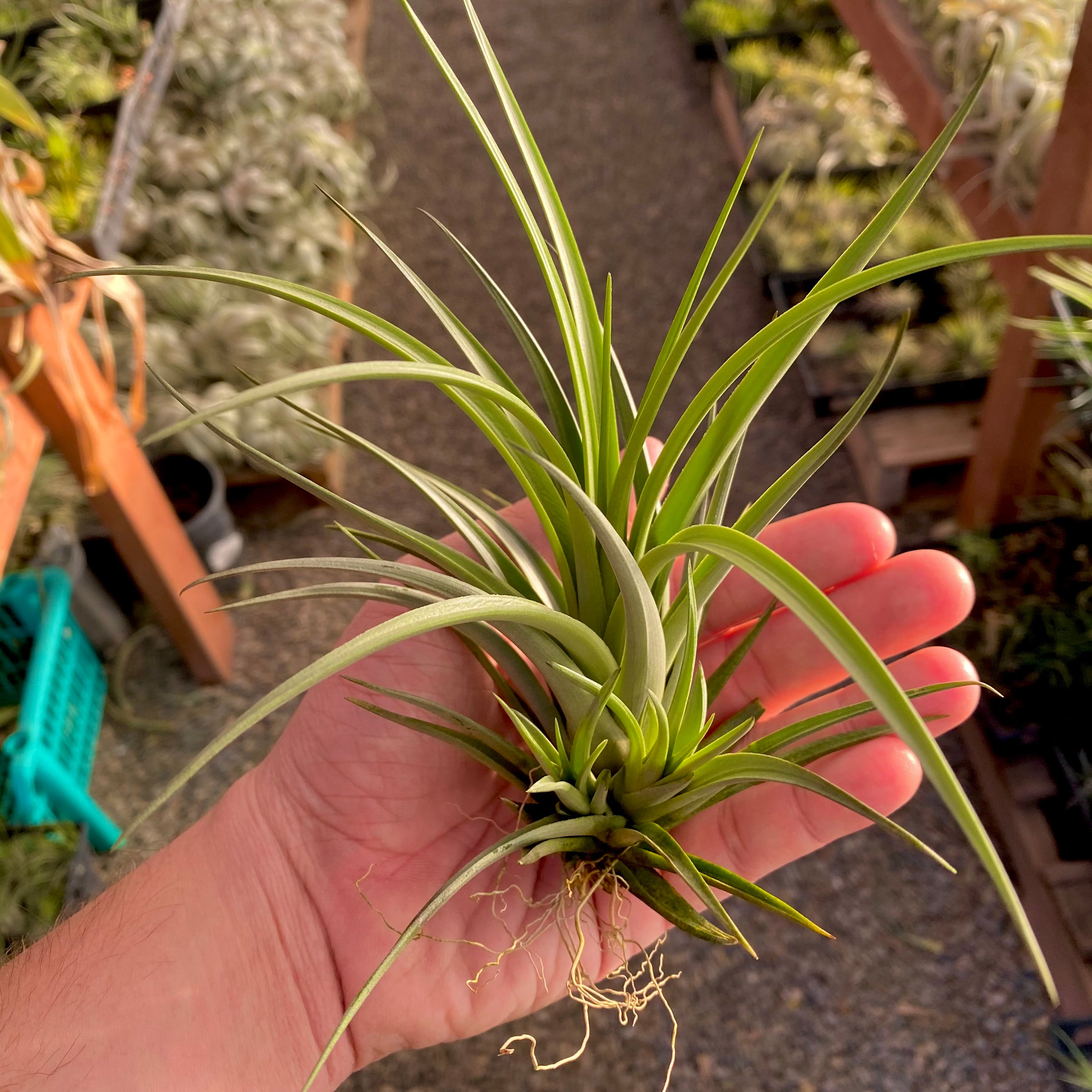 Vernicosa Tall Form Clump <br> (Current Crop Is Larger Than Pictured!)