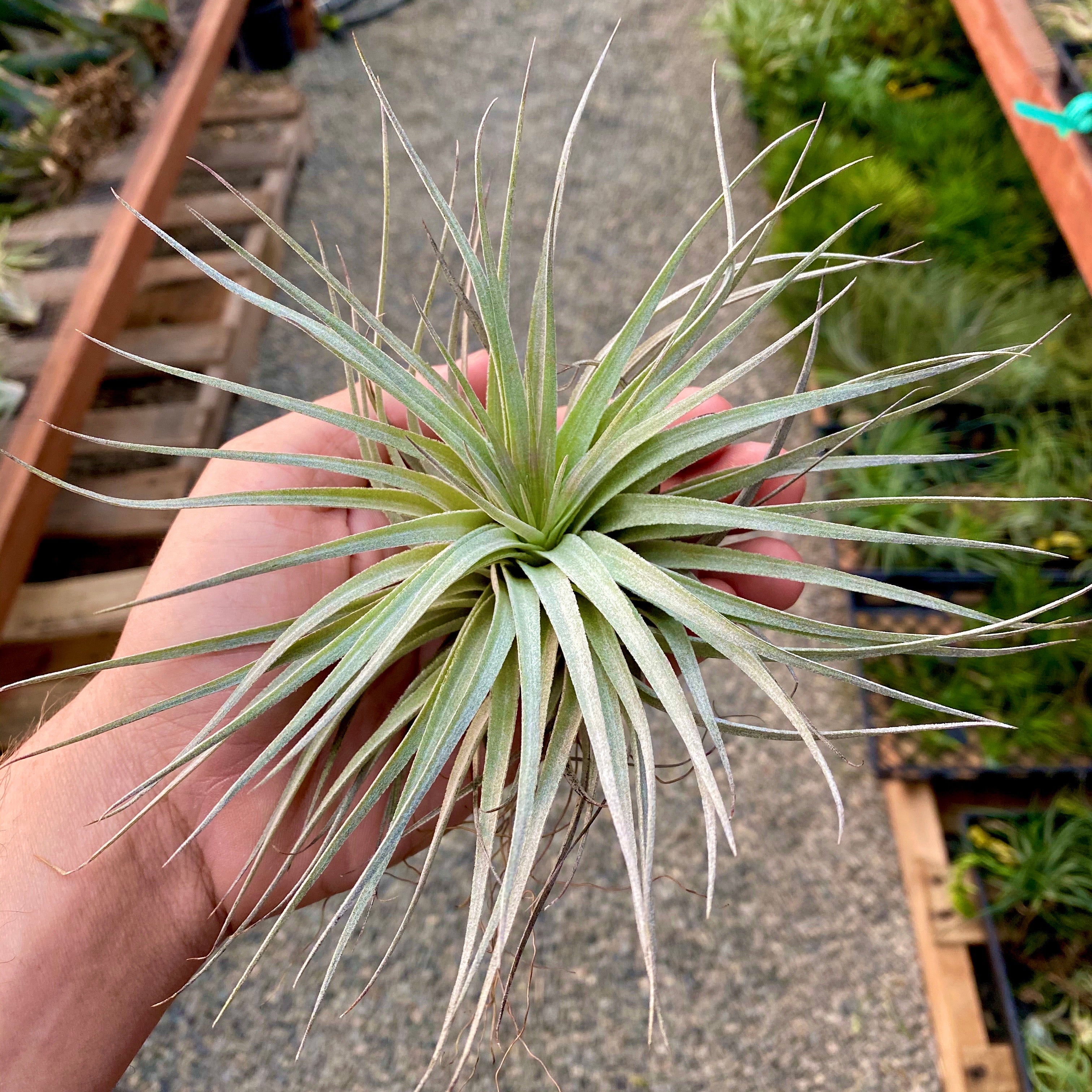 Tillandsia Houston Red Princess Air Plant Wedding Design Bouquet Idea