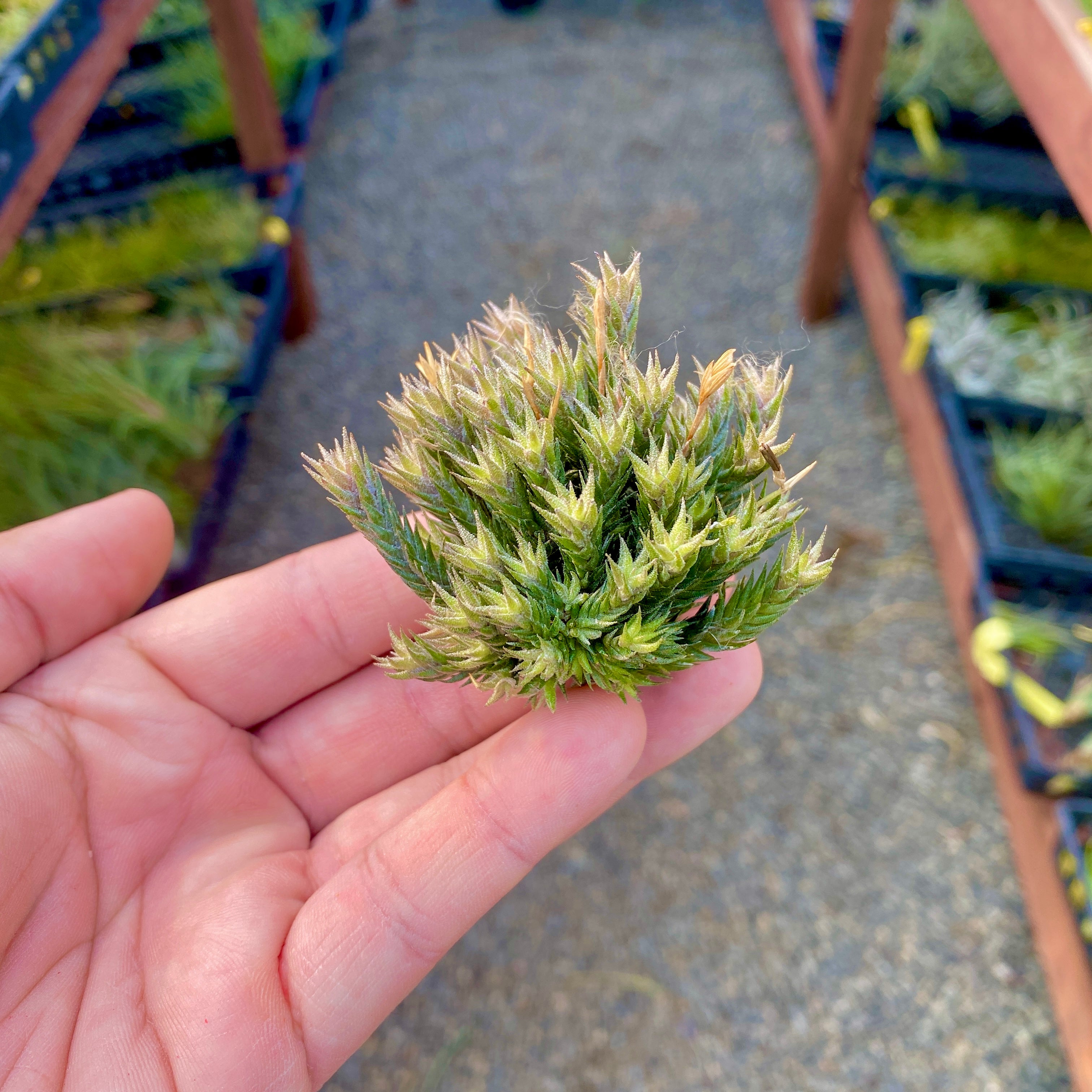 Tillandsia Pedicellata Mini Clump Self Pollinating Air Plant