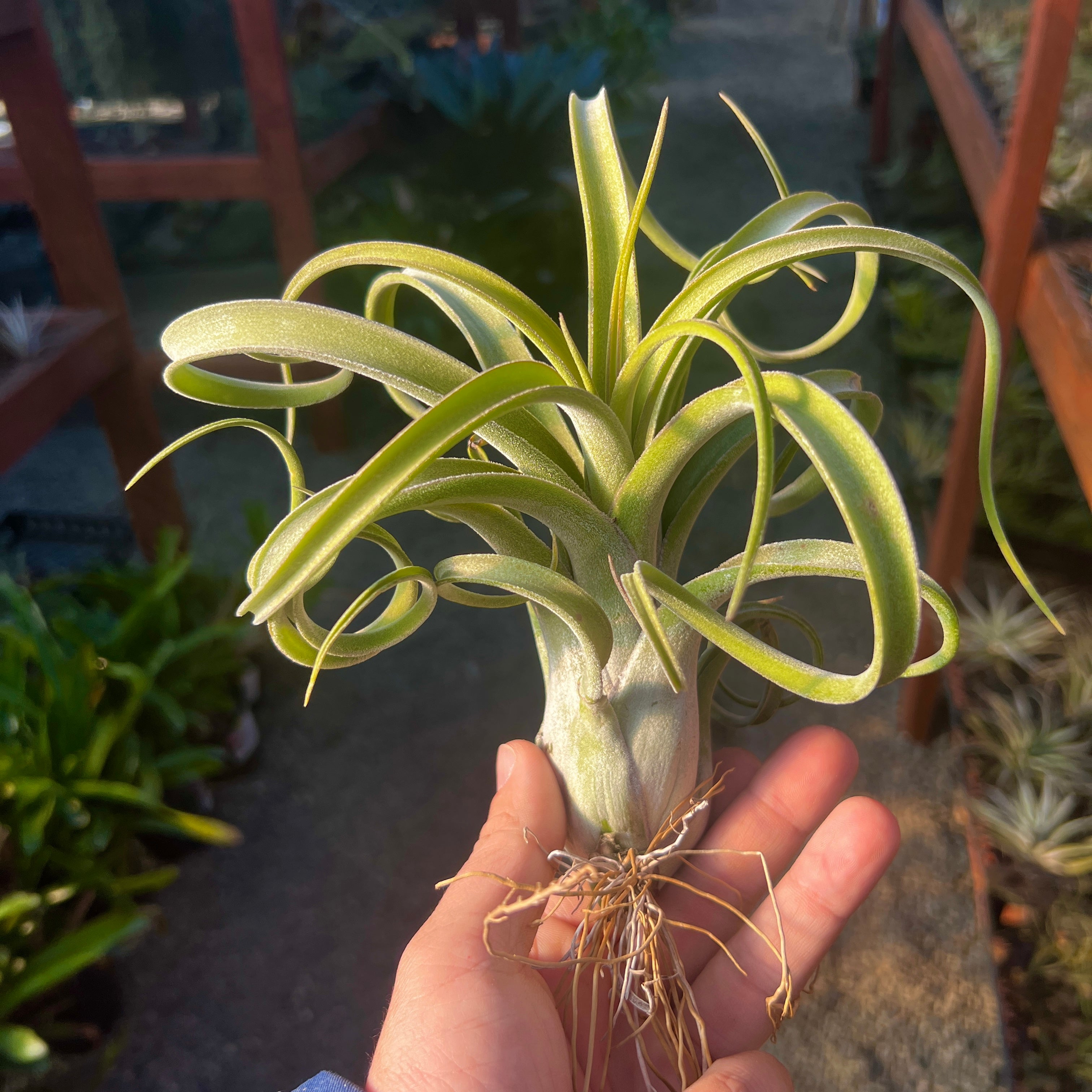 El Guapo <br> (streptophylla x caput medusae)