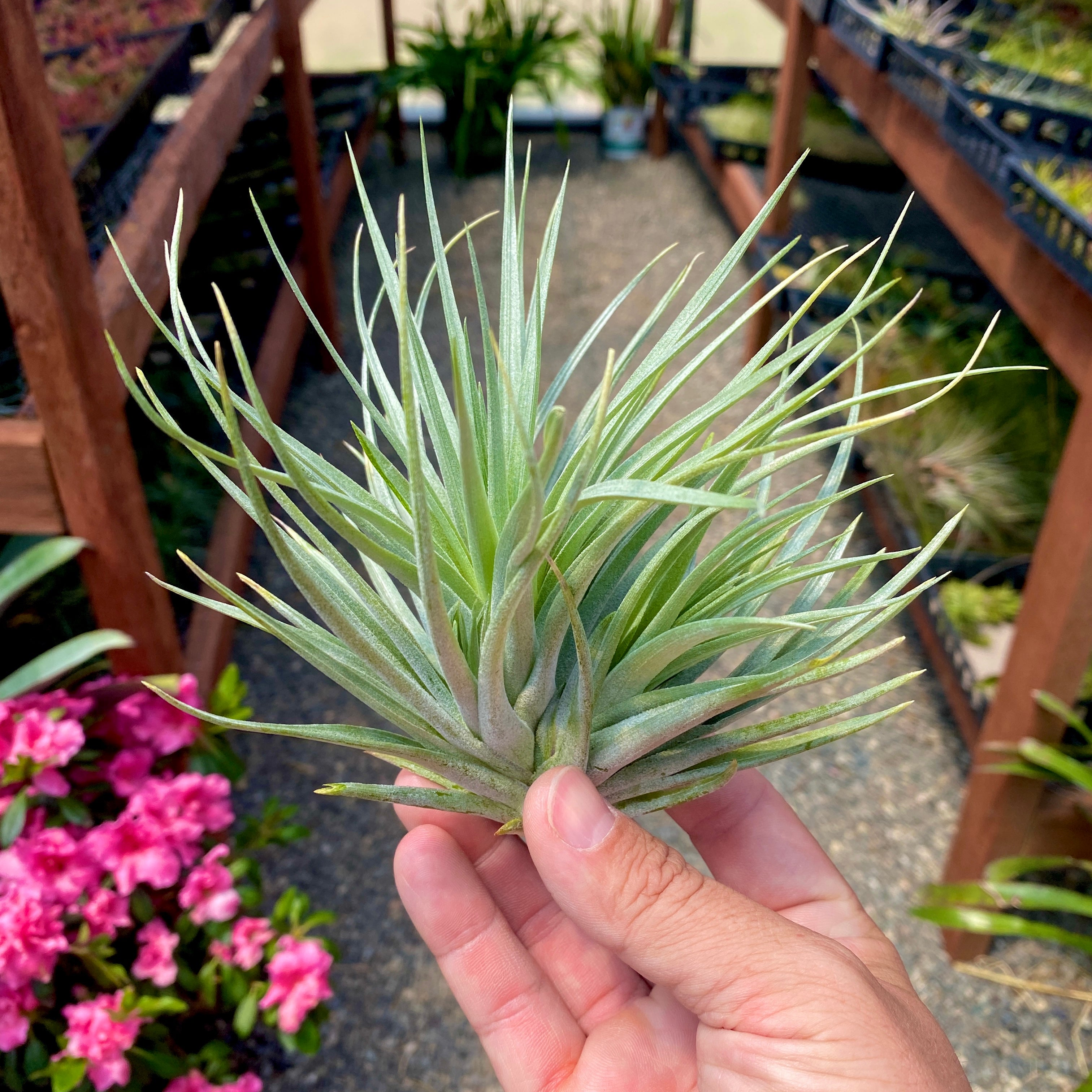 Stricta x Leonamiana