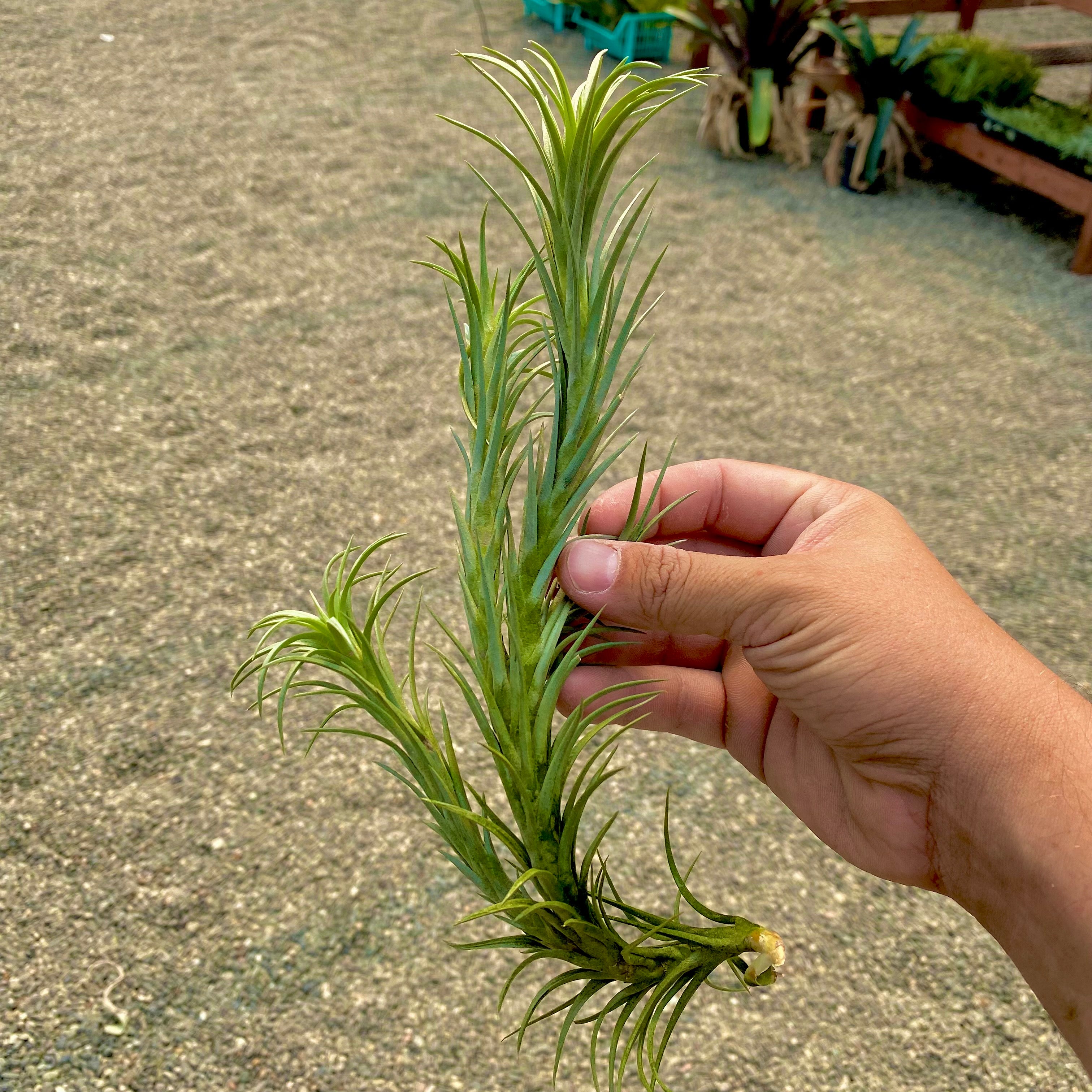 Tillandsia Araujei Clump In Hand Air Plant Greenhouse