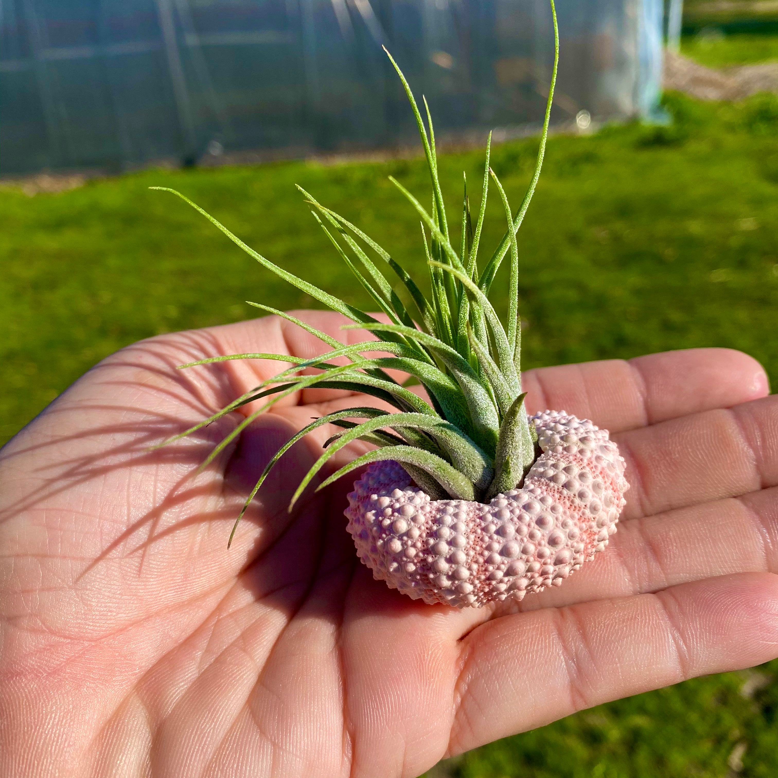 Pink/White Sea Urchin Shell + Air Plant