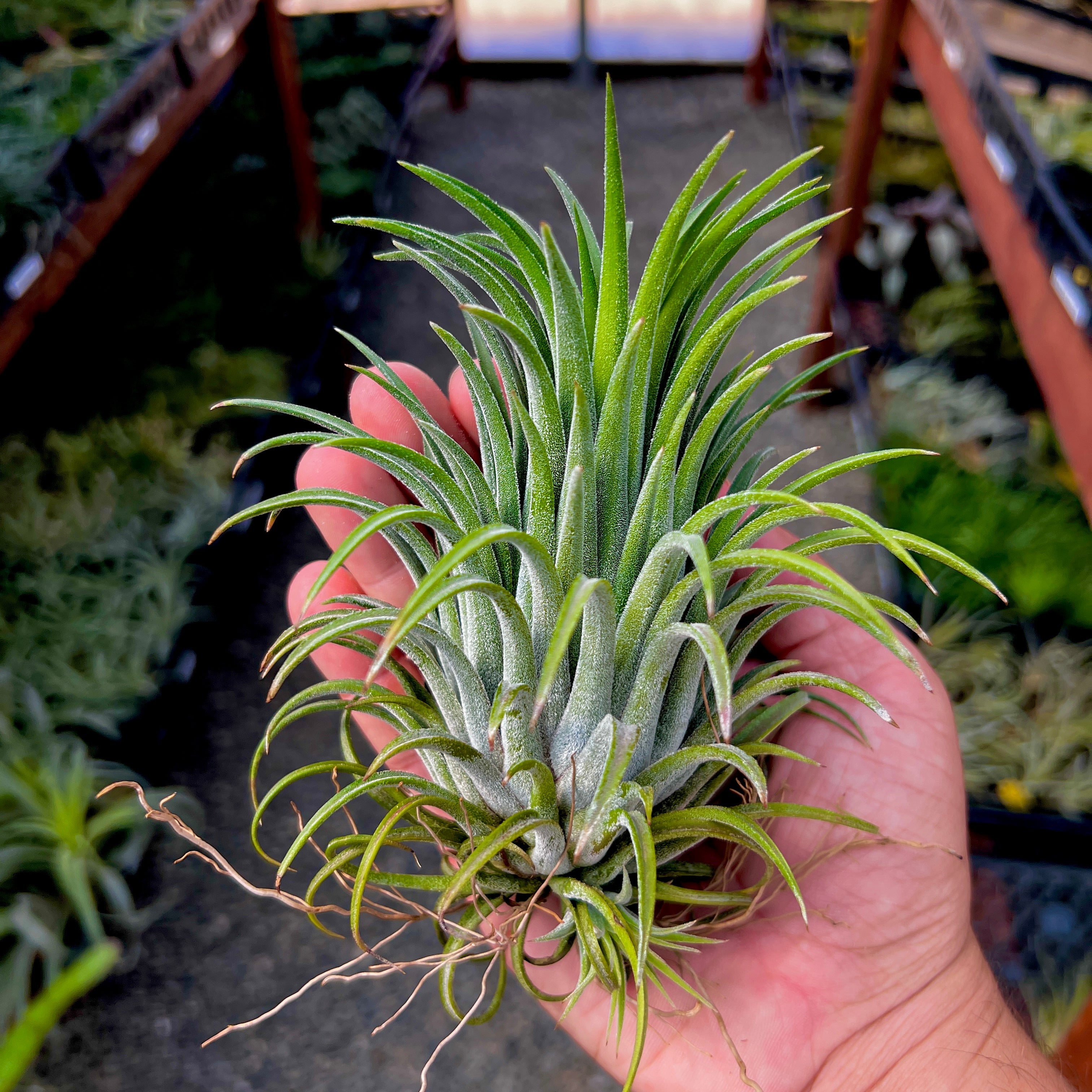 largest air plant species Ionantha Curly Giant Large