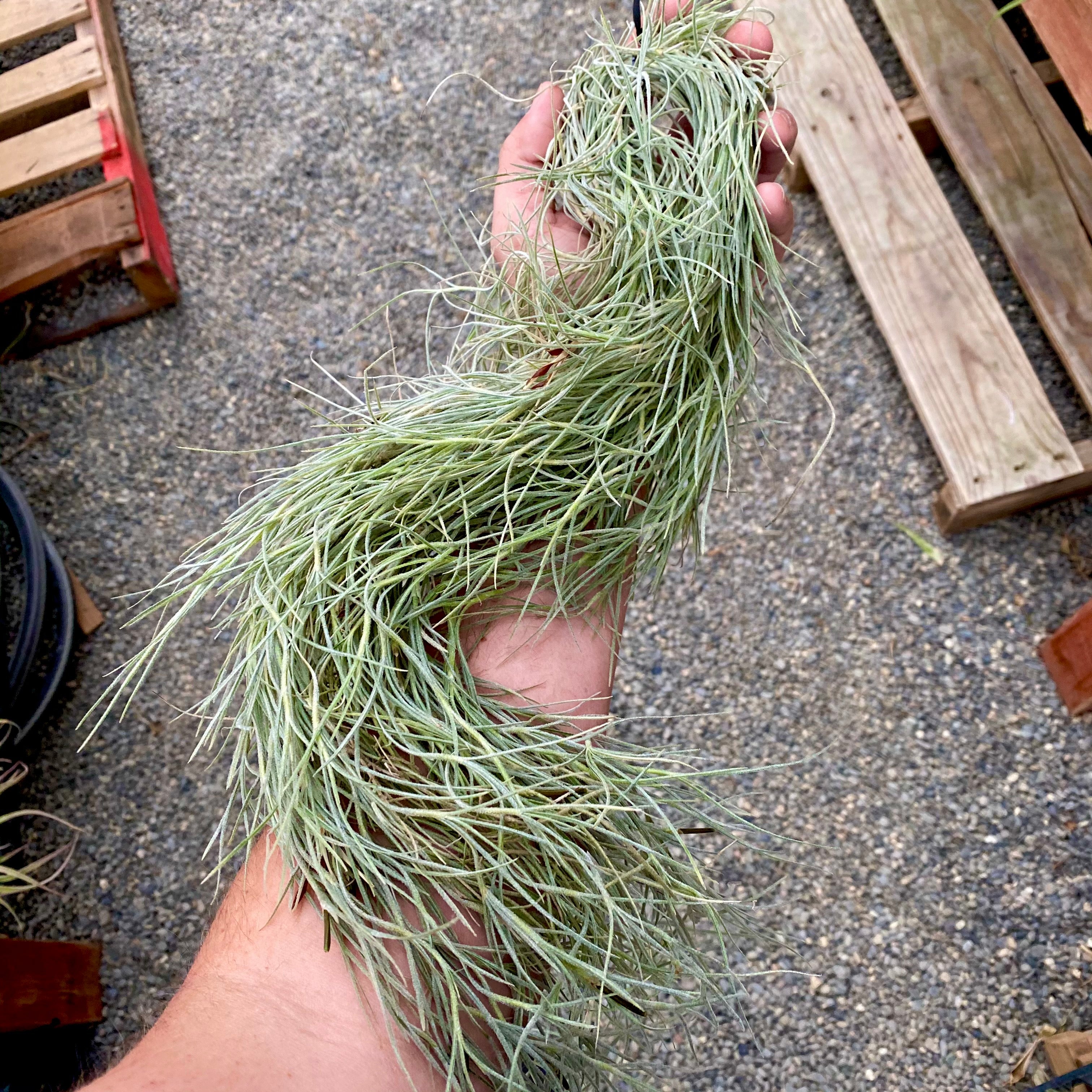 usneoides (Spanish Moss) ‘Chiapas’ <br> On Hanging Wire!