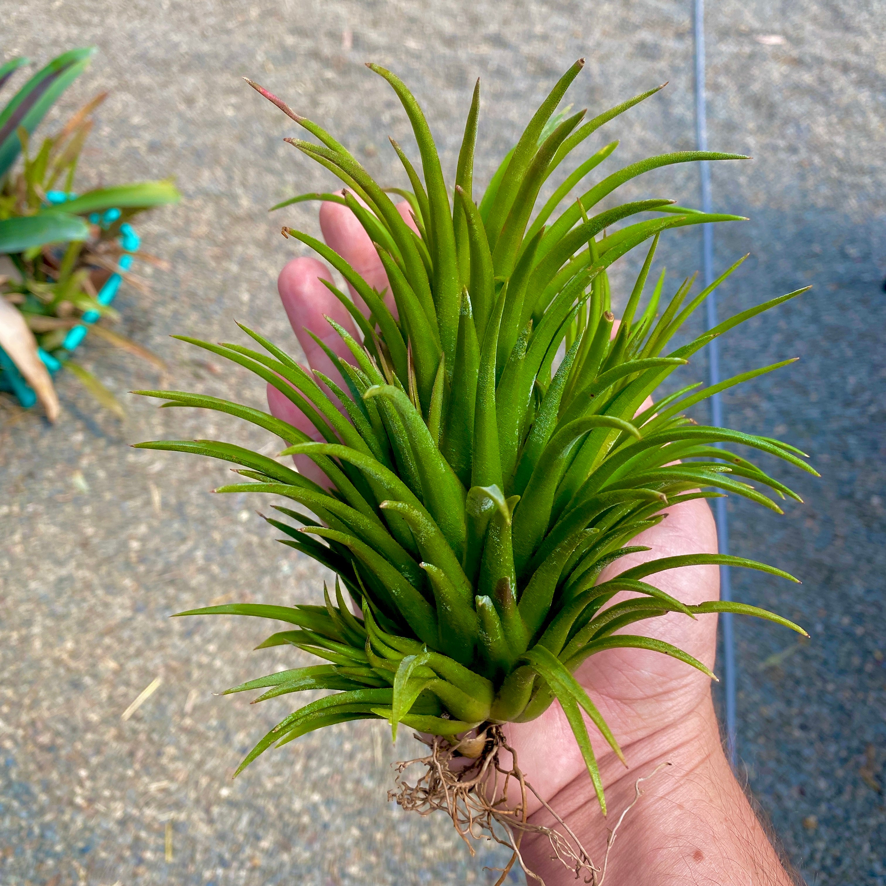 “As is” GIANT Ionantha Varieties