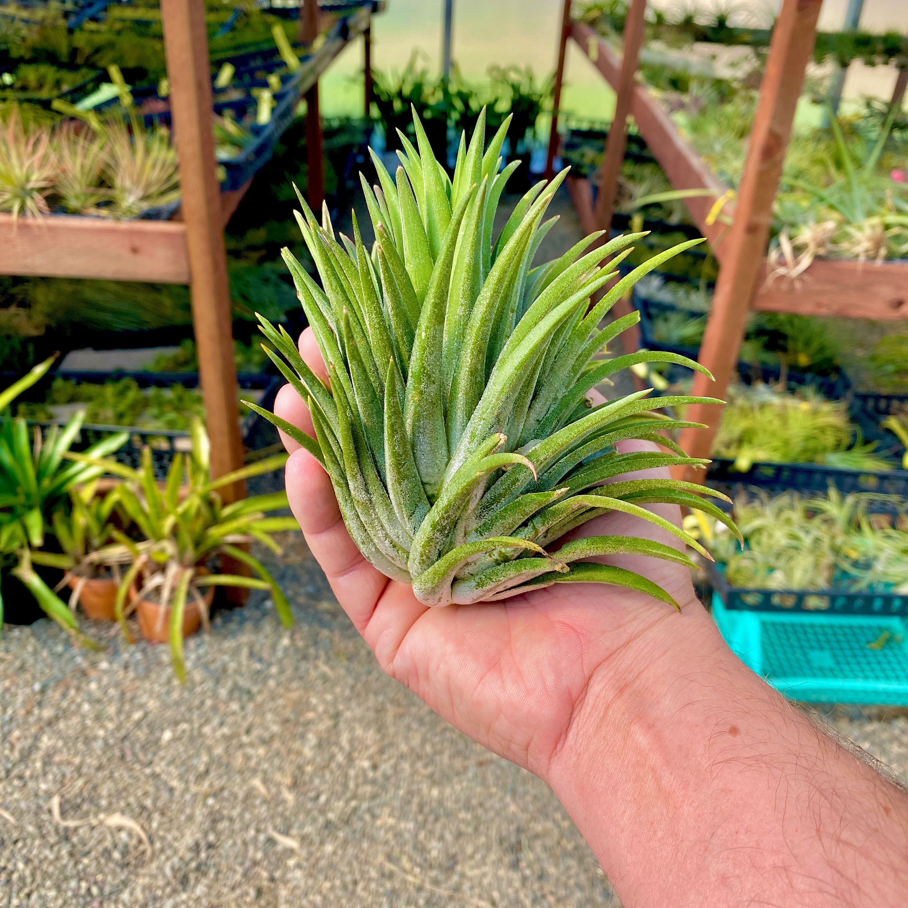 ionantha giant (No ID)