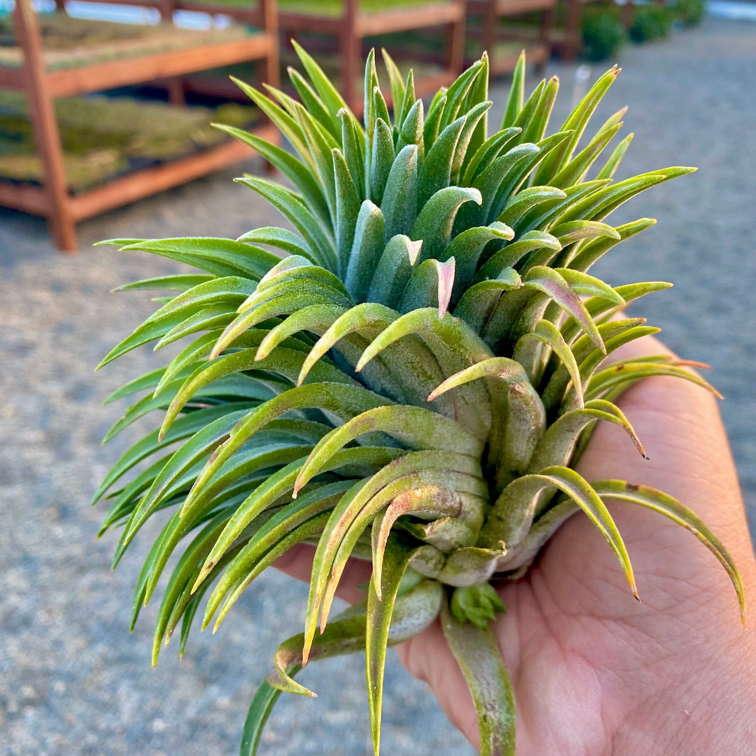 ionantha giant (No ID)