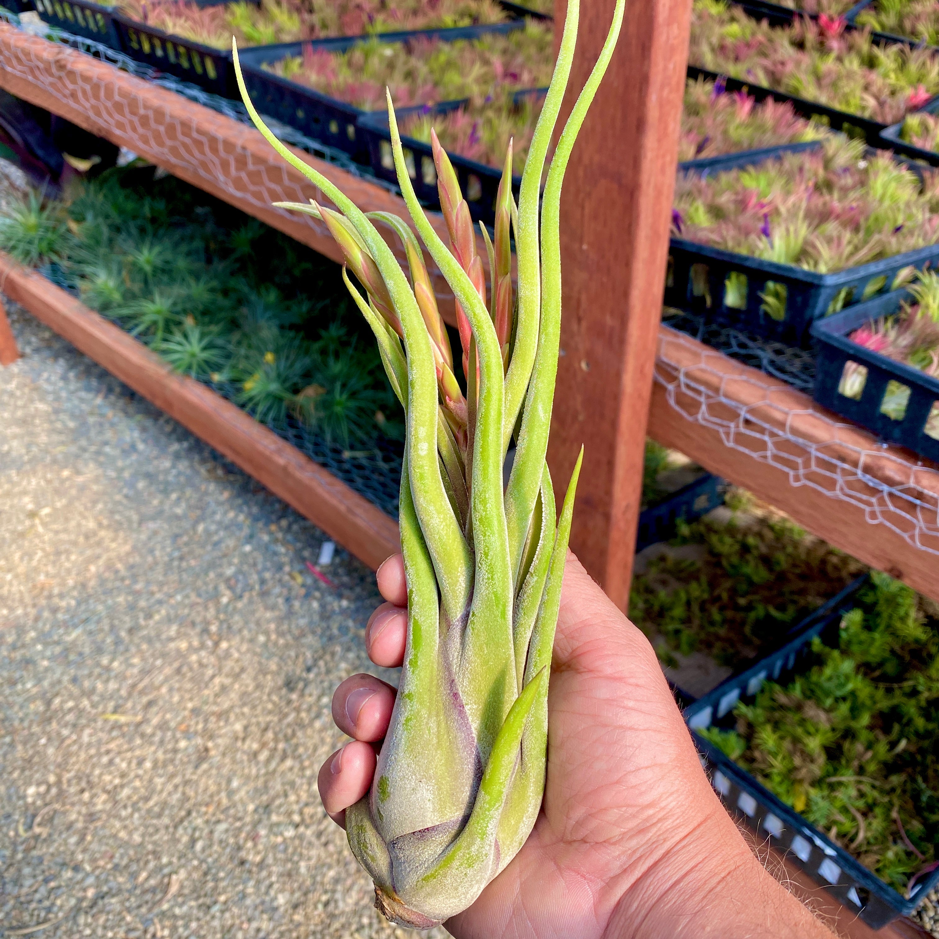 Tillandsia Caput Medusae Beginner Friendly Air Plant