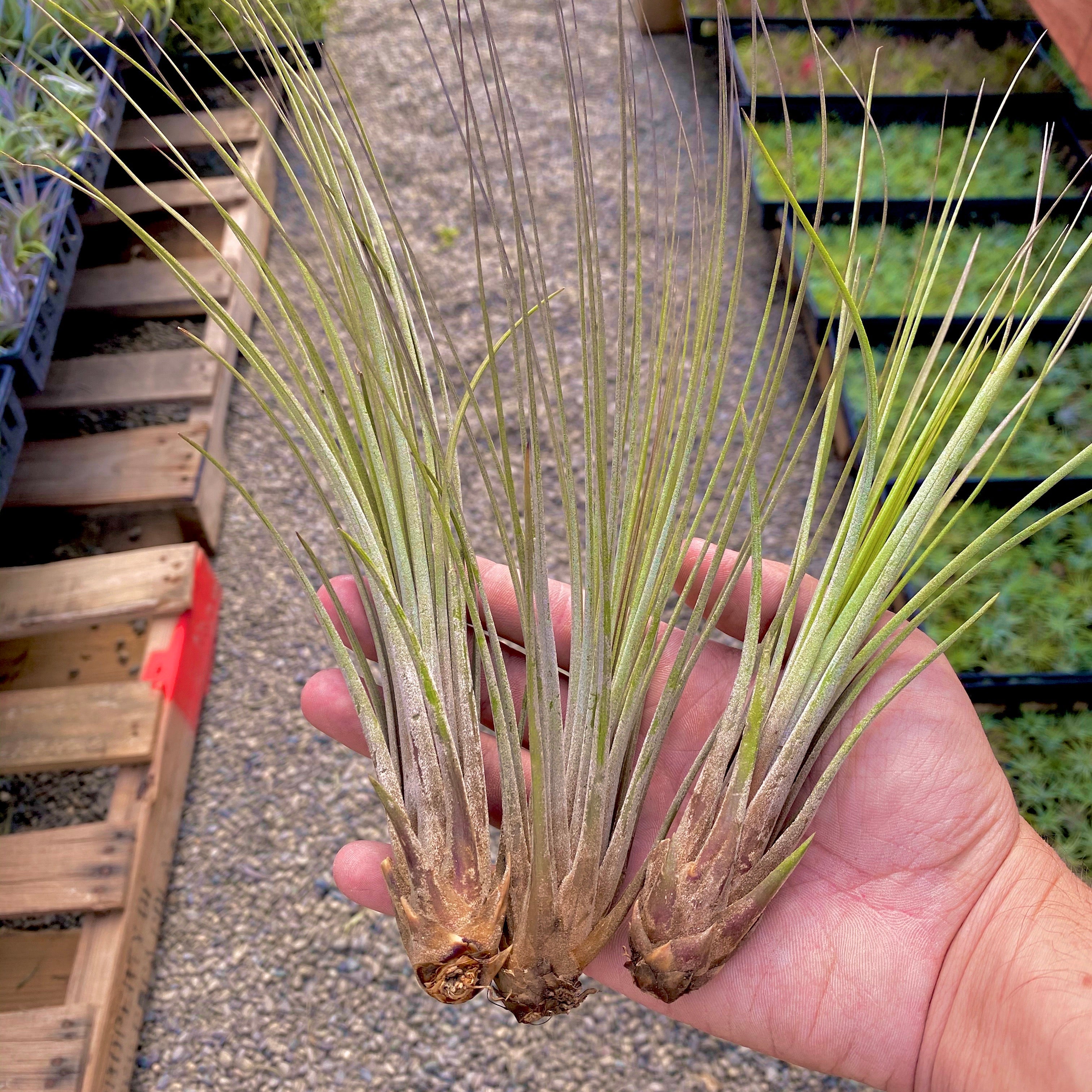 Tillandsia Juncea Air Plant Tall Wispy Vase Houseplant