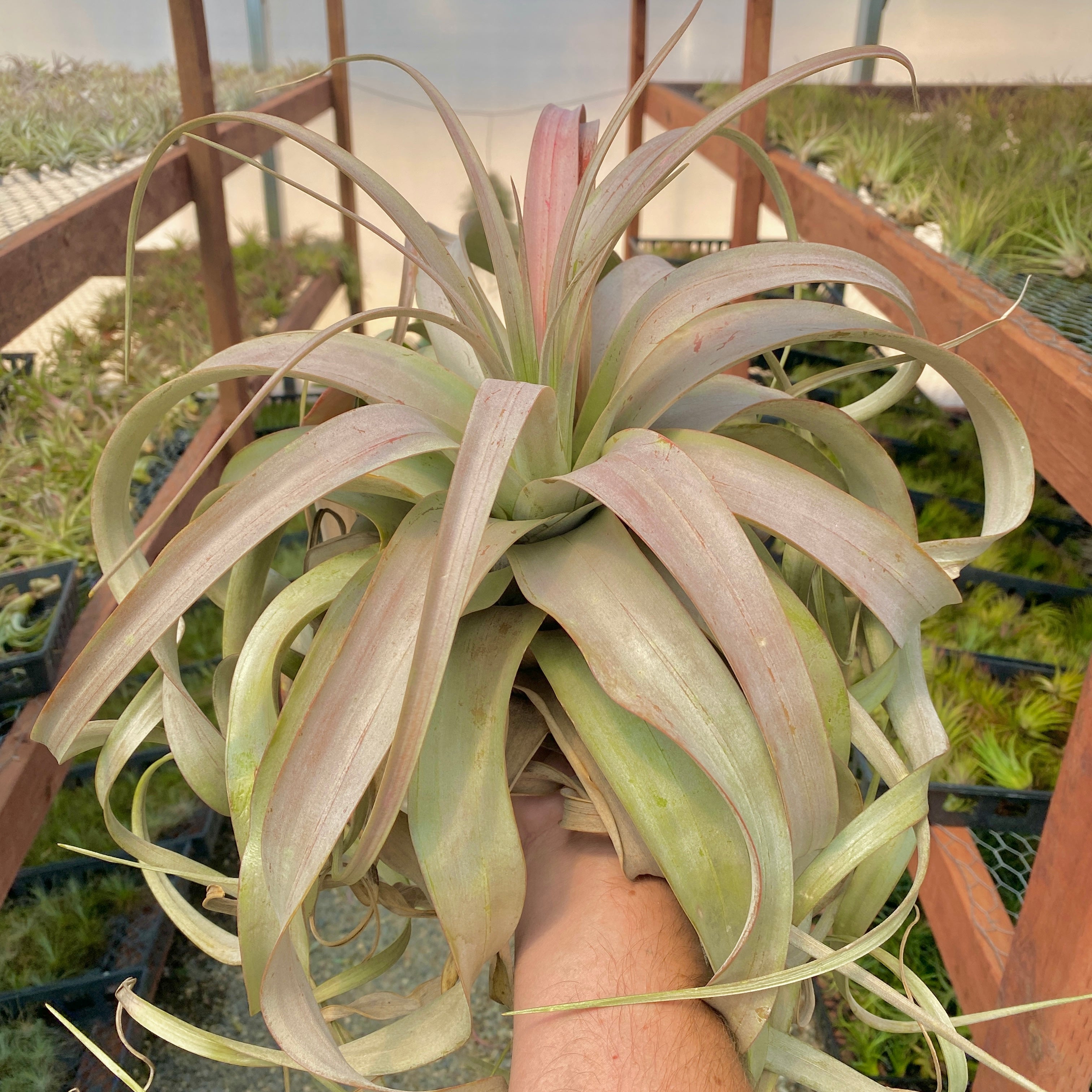 Xerographica Tillandsia Blooming Air Plant White Decor Design