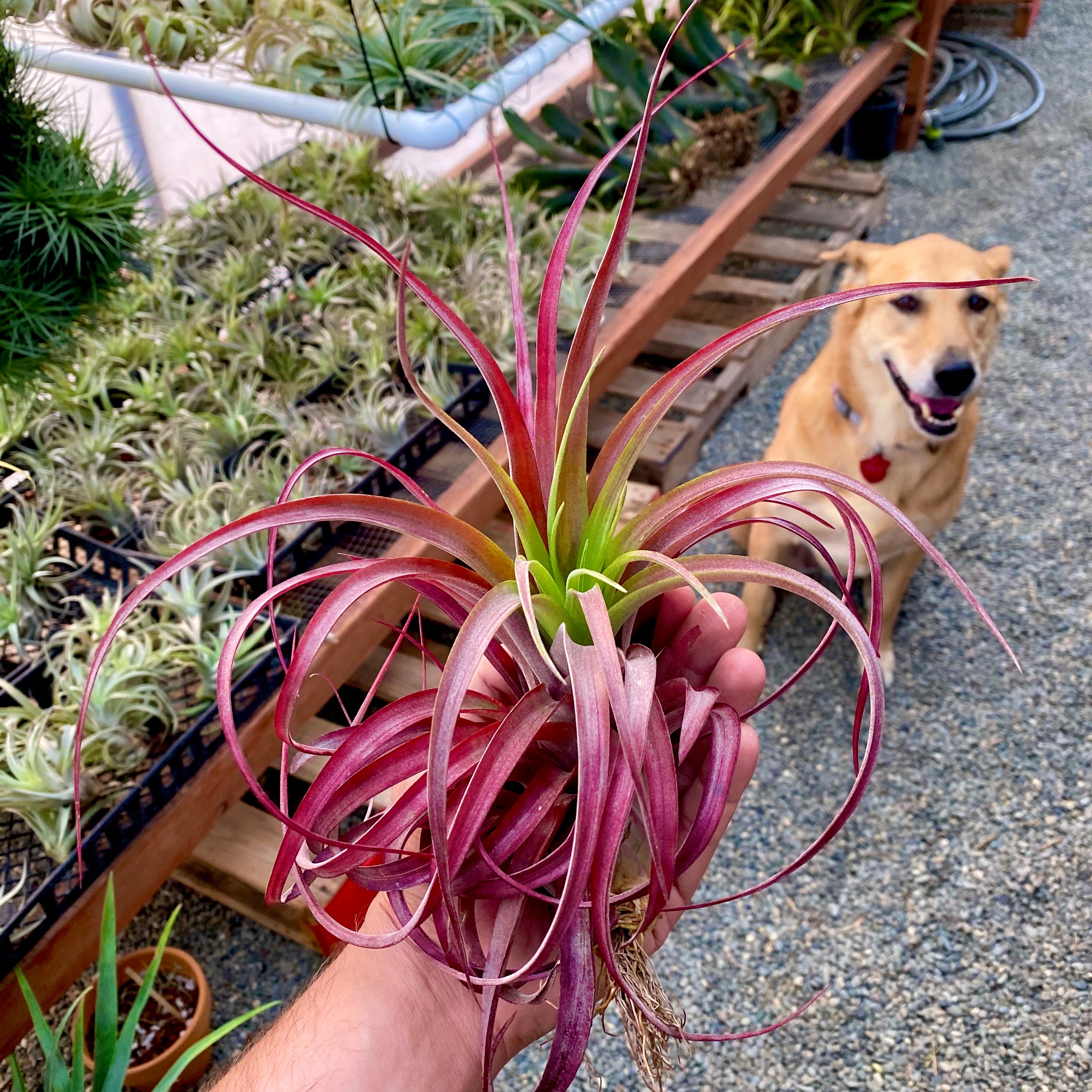 ラブノット (Capitata x Streptophylla)