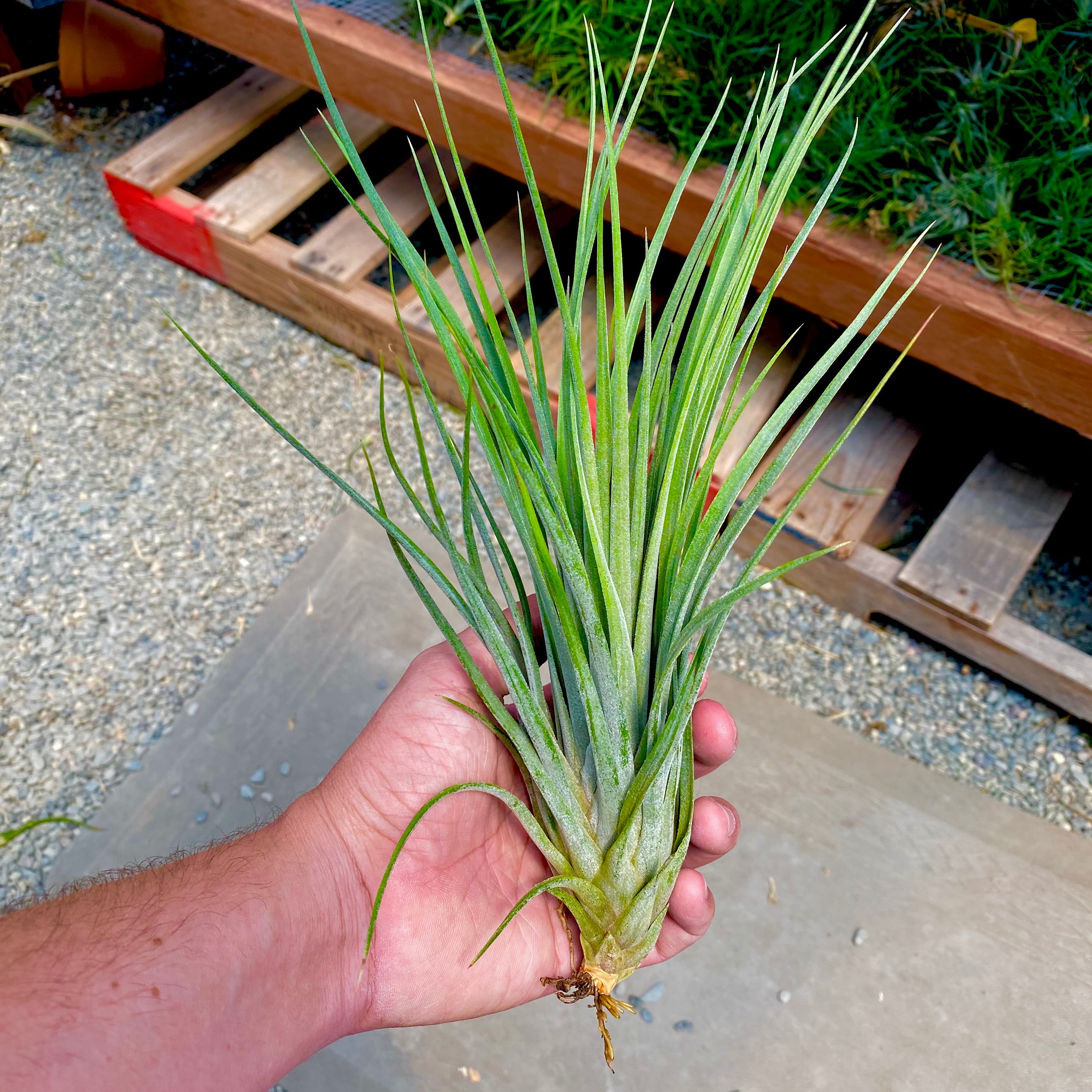 Tillandsia Ionantha x Fasciculata Hybrid Air Plant 