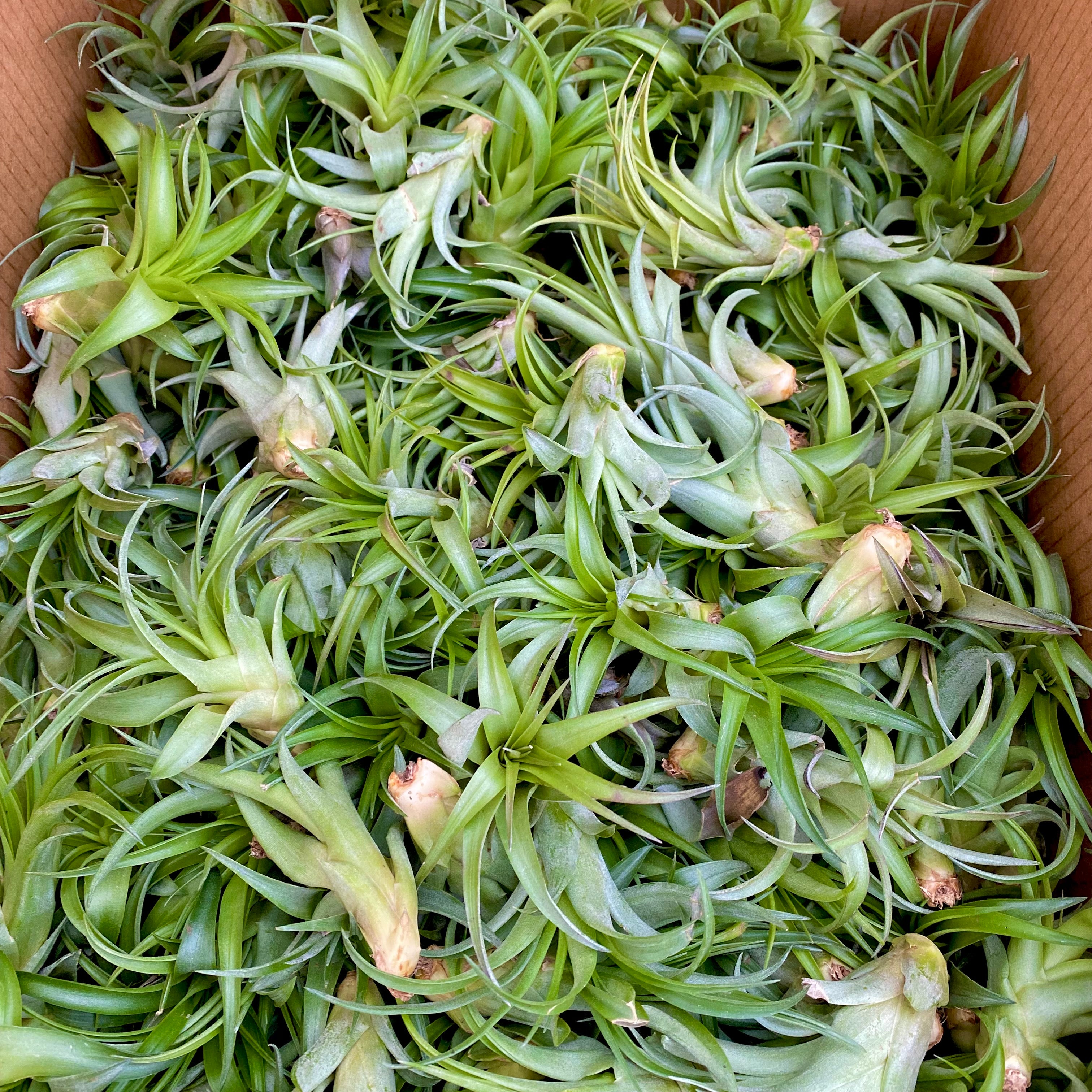 Wholesale Brachycaulos Medium <br> (Minimum Order 5)