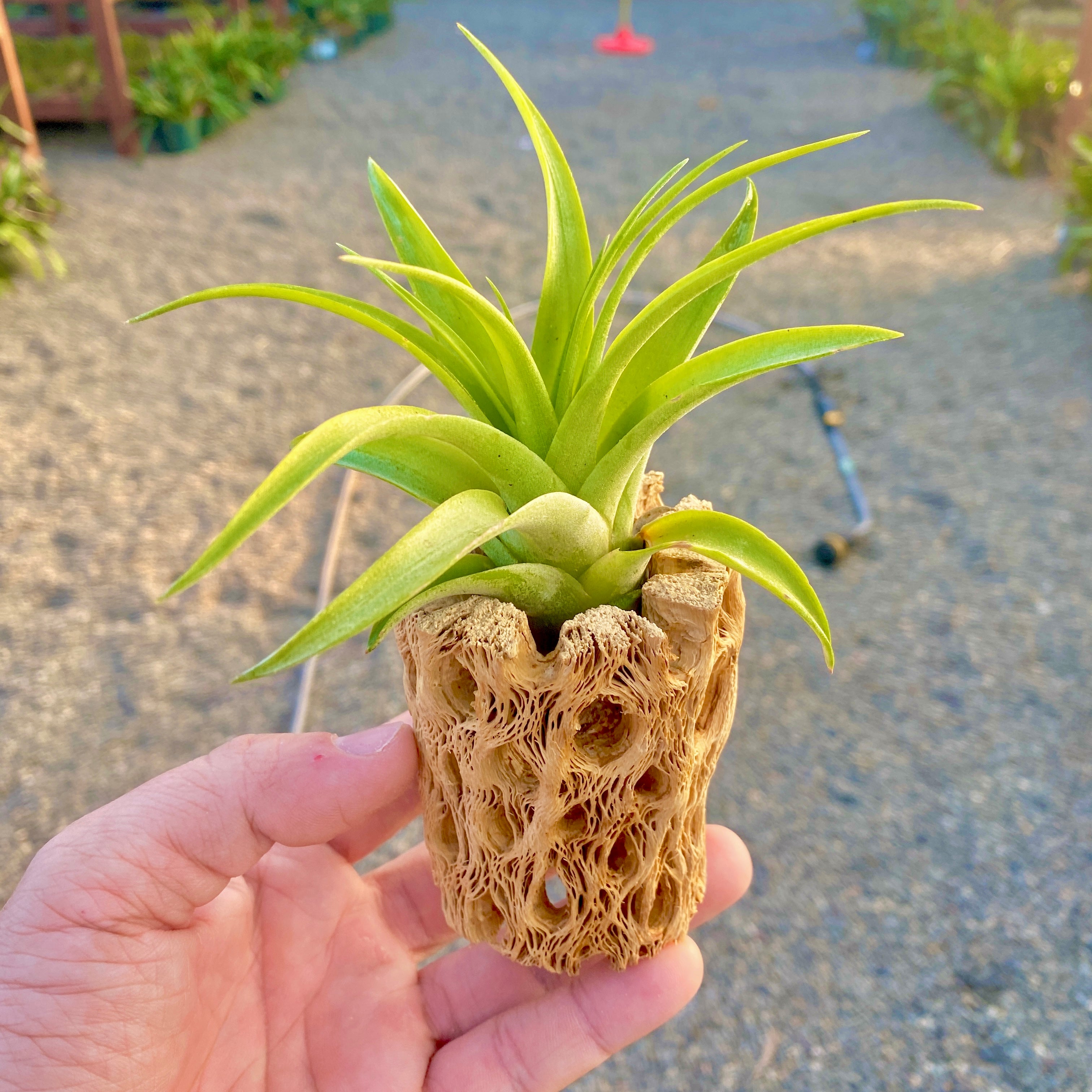 Sandblasted Cholla Wood Plant Display <br> 4" Long (Wood + Air Plant)