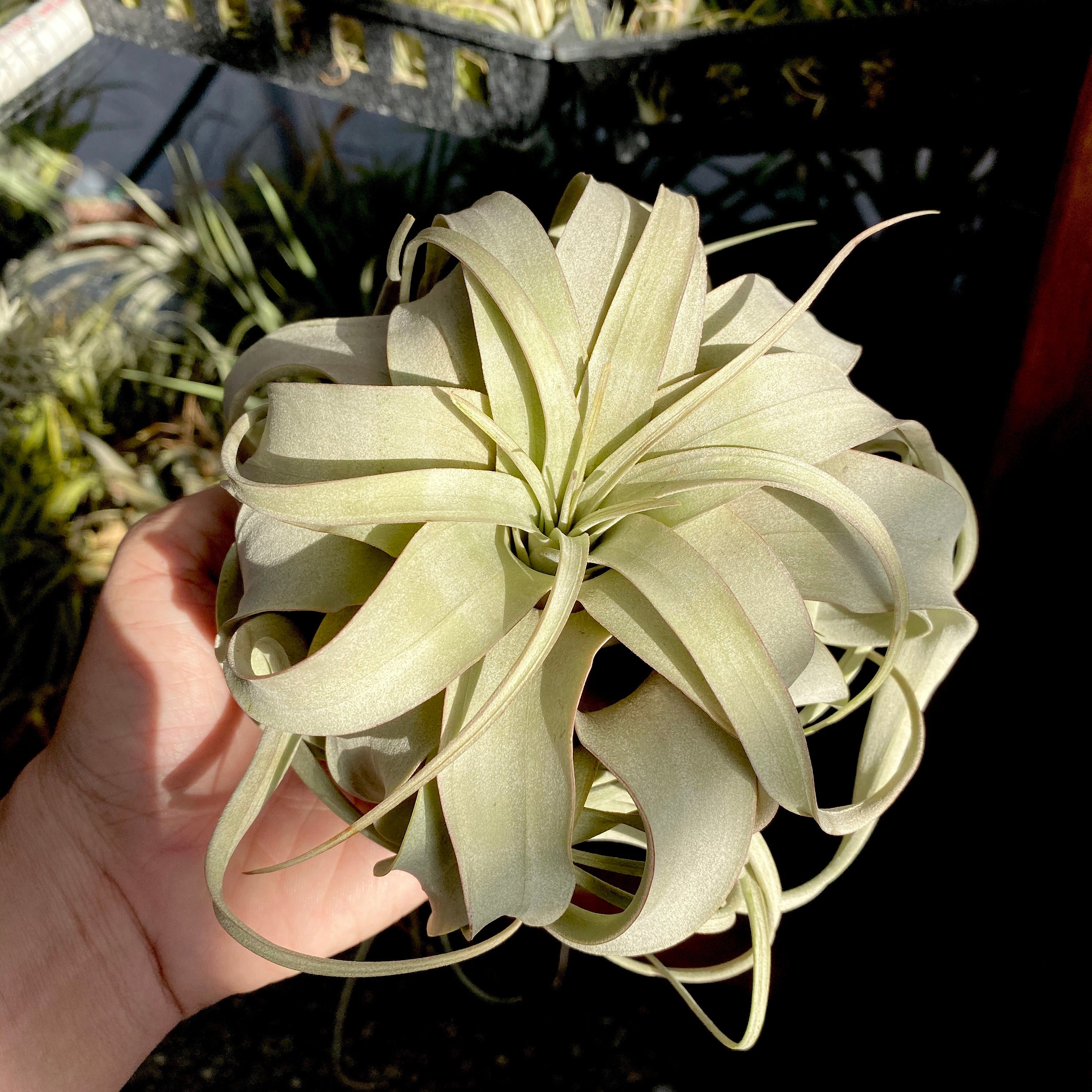 queen of air plants Xerographica Thick Leaf Form Queen of the Air Plants For Sale Medium