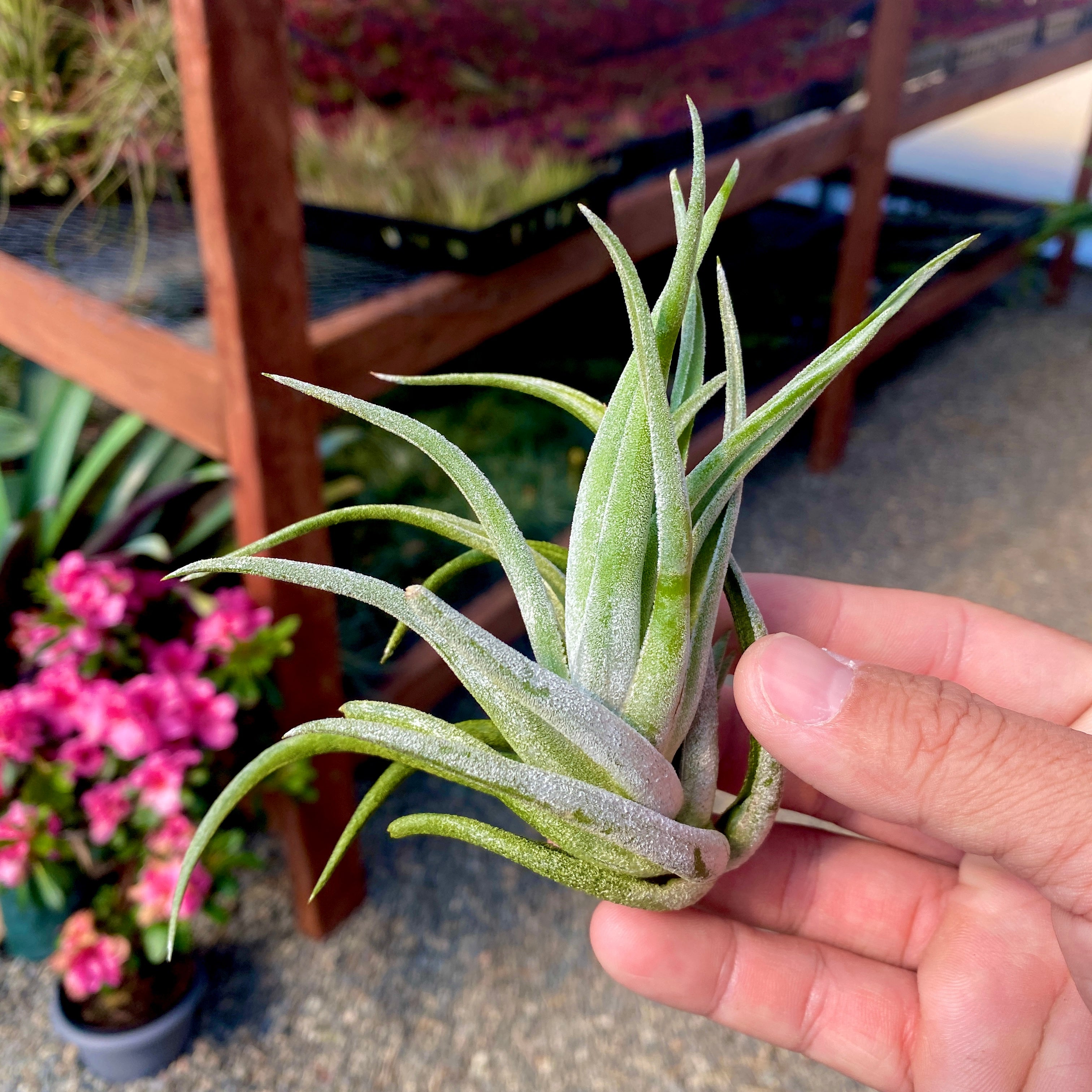 Tillandsia pueblensis air plant clumping plant for sale