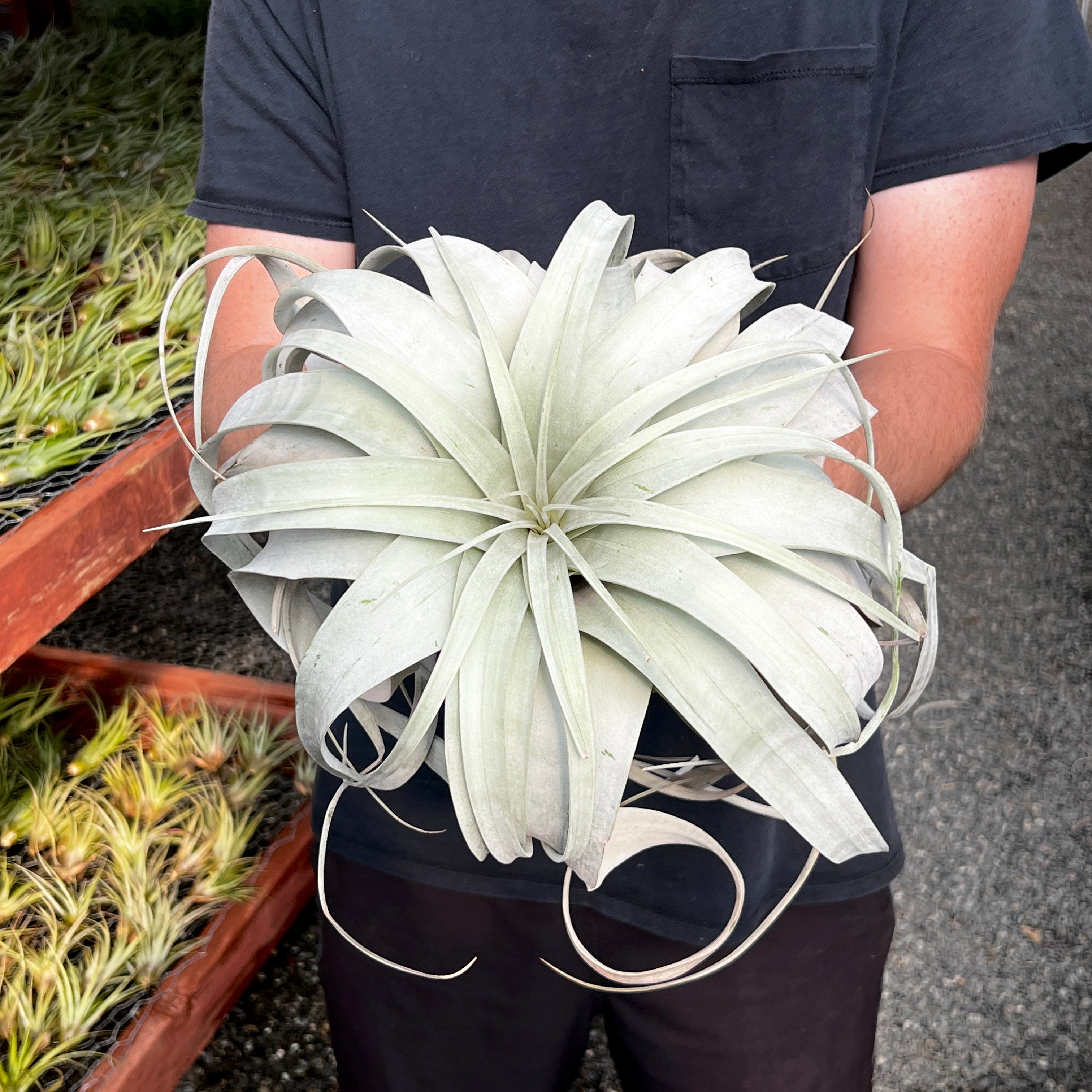 Jumbo Xerographica