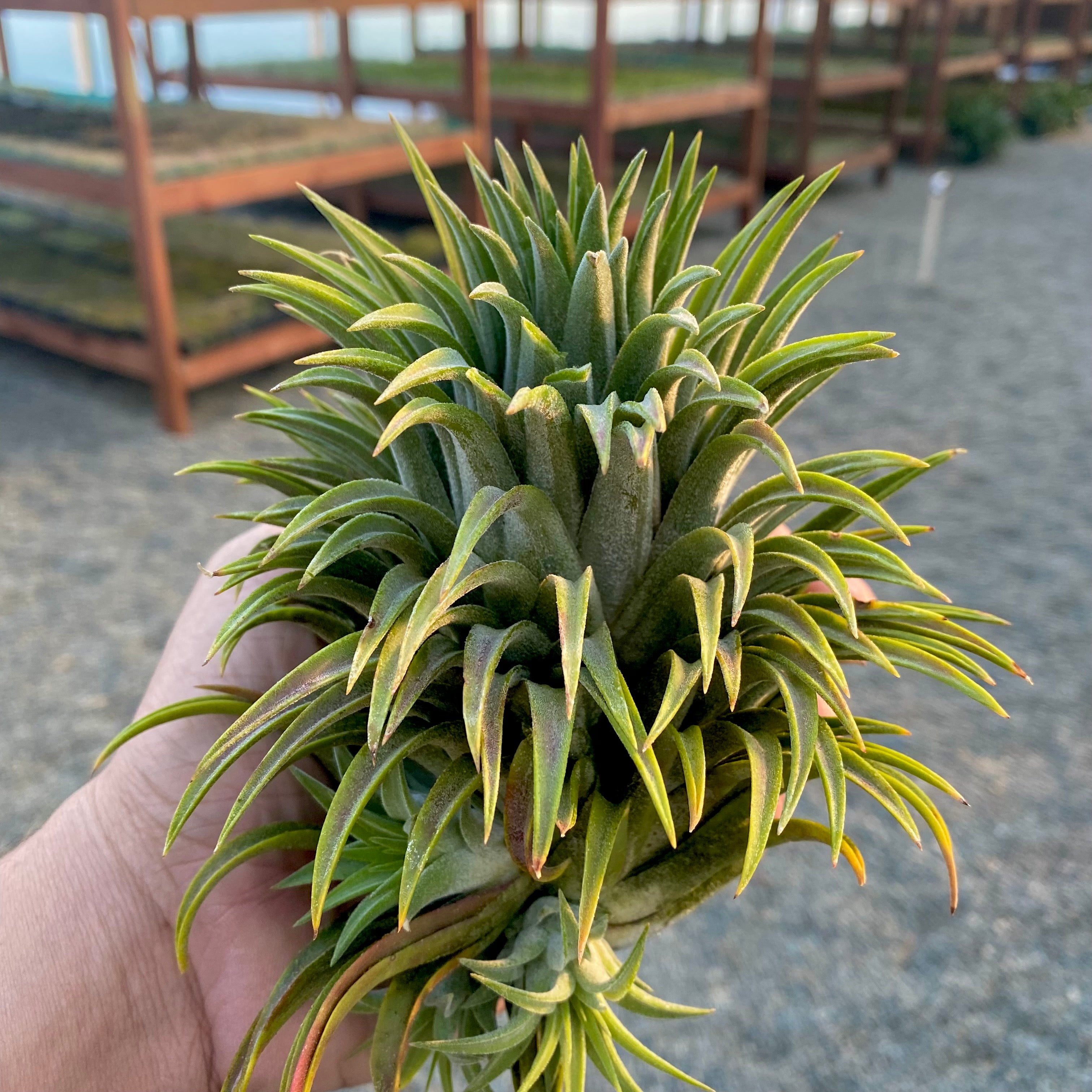 ionantha giant (No ID)