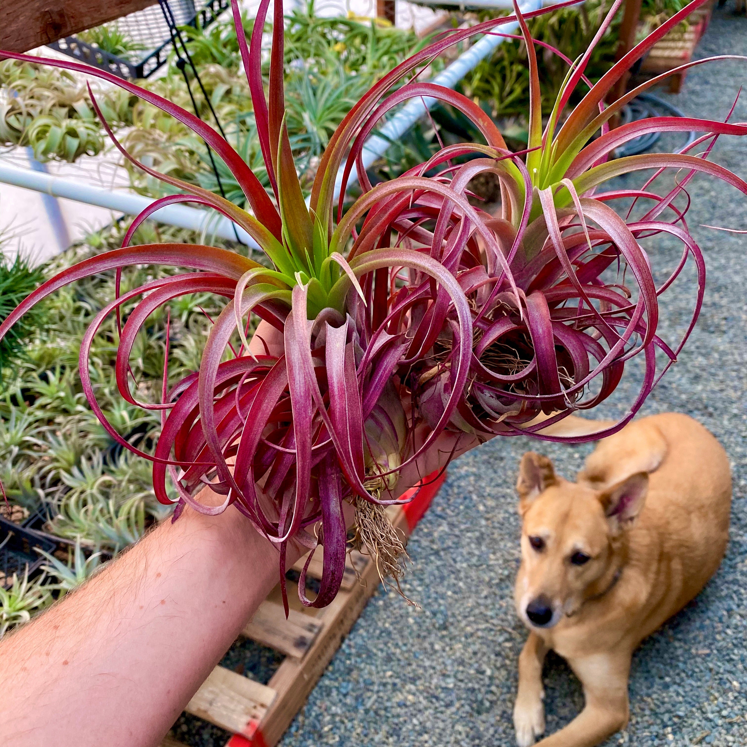 ラブノット (Capitata x Streptophylla)