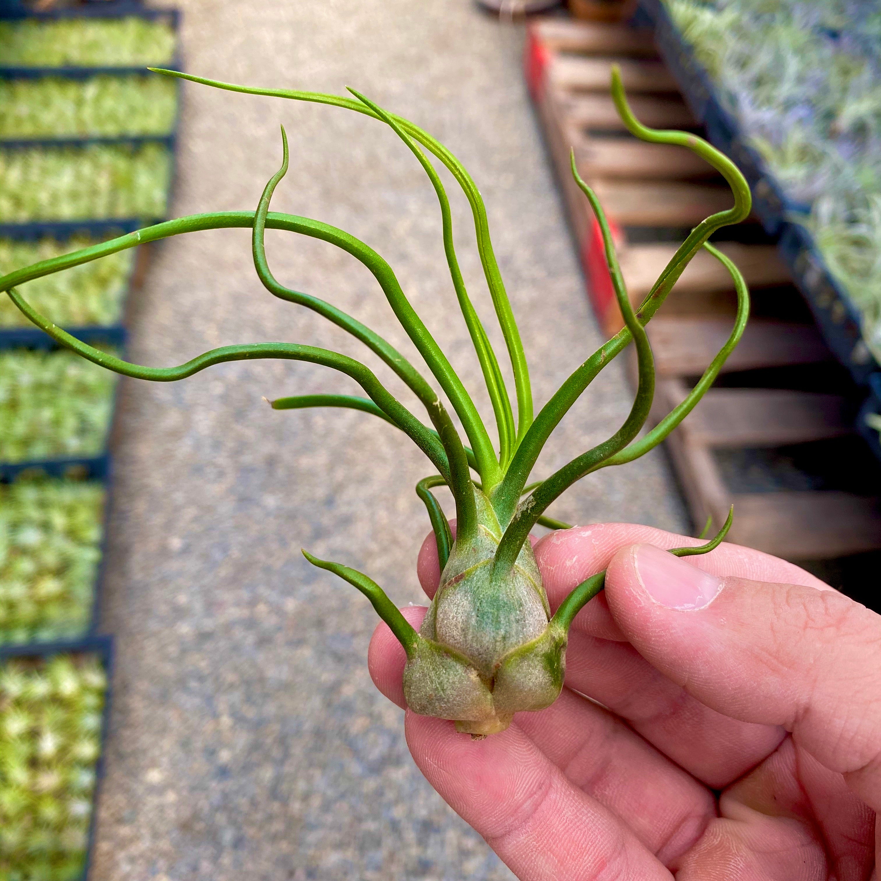 Wholesale Bulbosa Small <br> (minimum order 5)