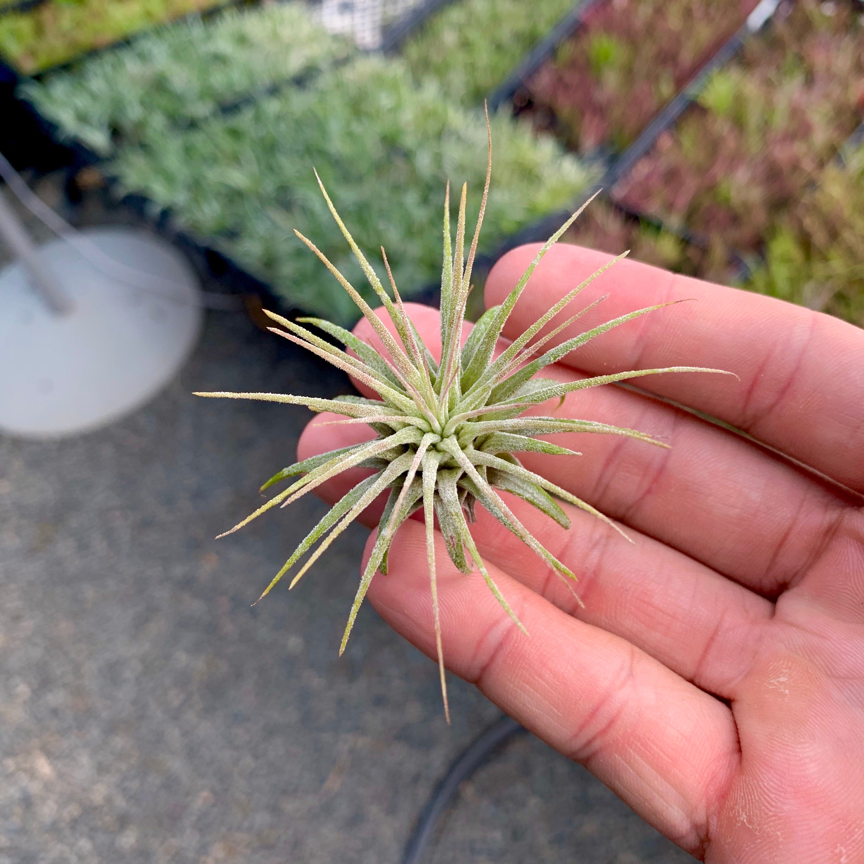 Wholesale Ionantha Guatemala Small <br> (Minimum Order 10)