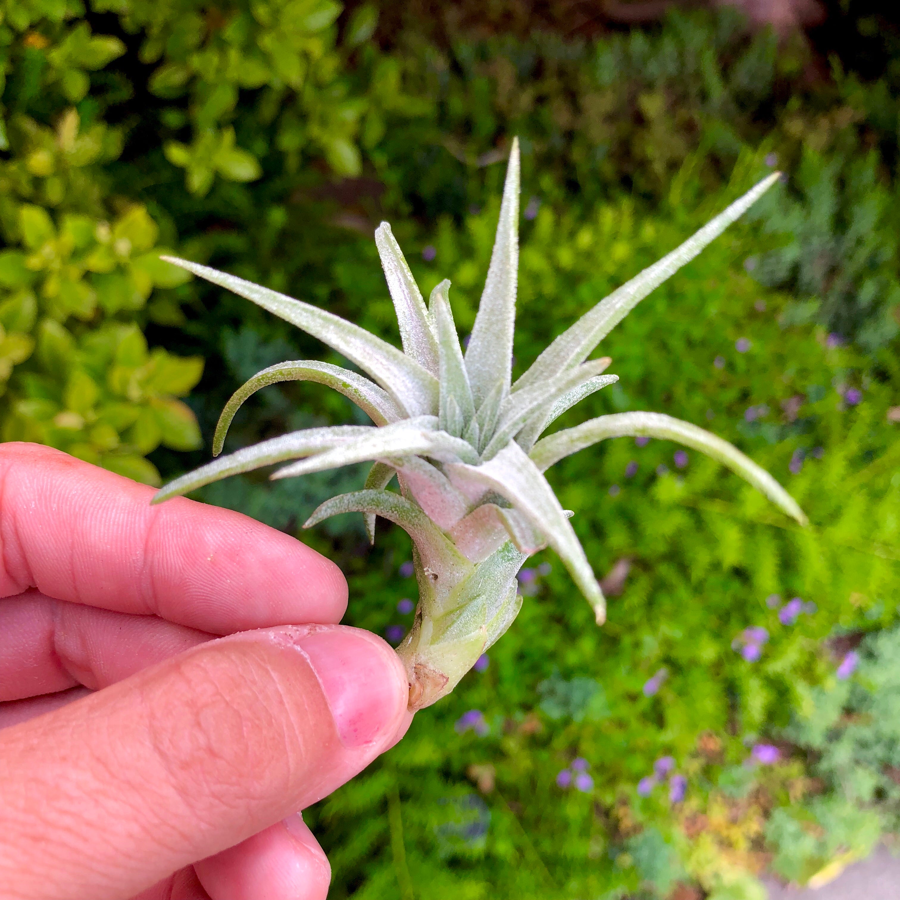 Ionantha Vanhyningii - Air Plant Hub 