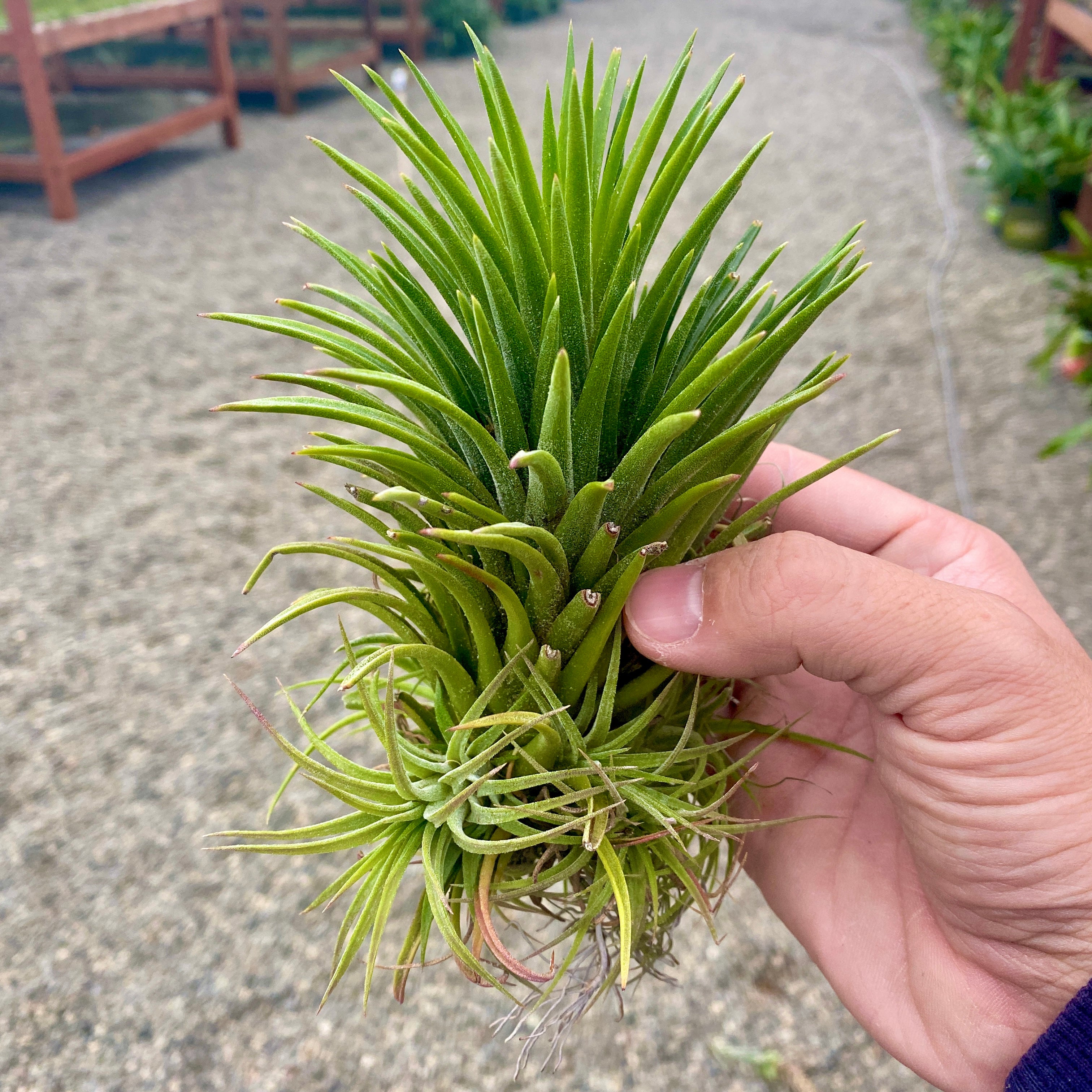 XL Premium Ionantha Selections