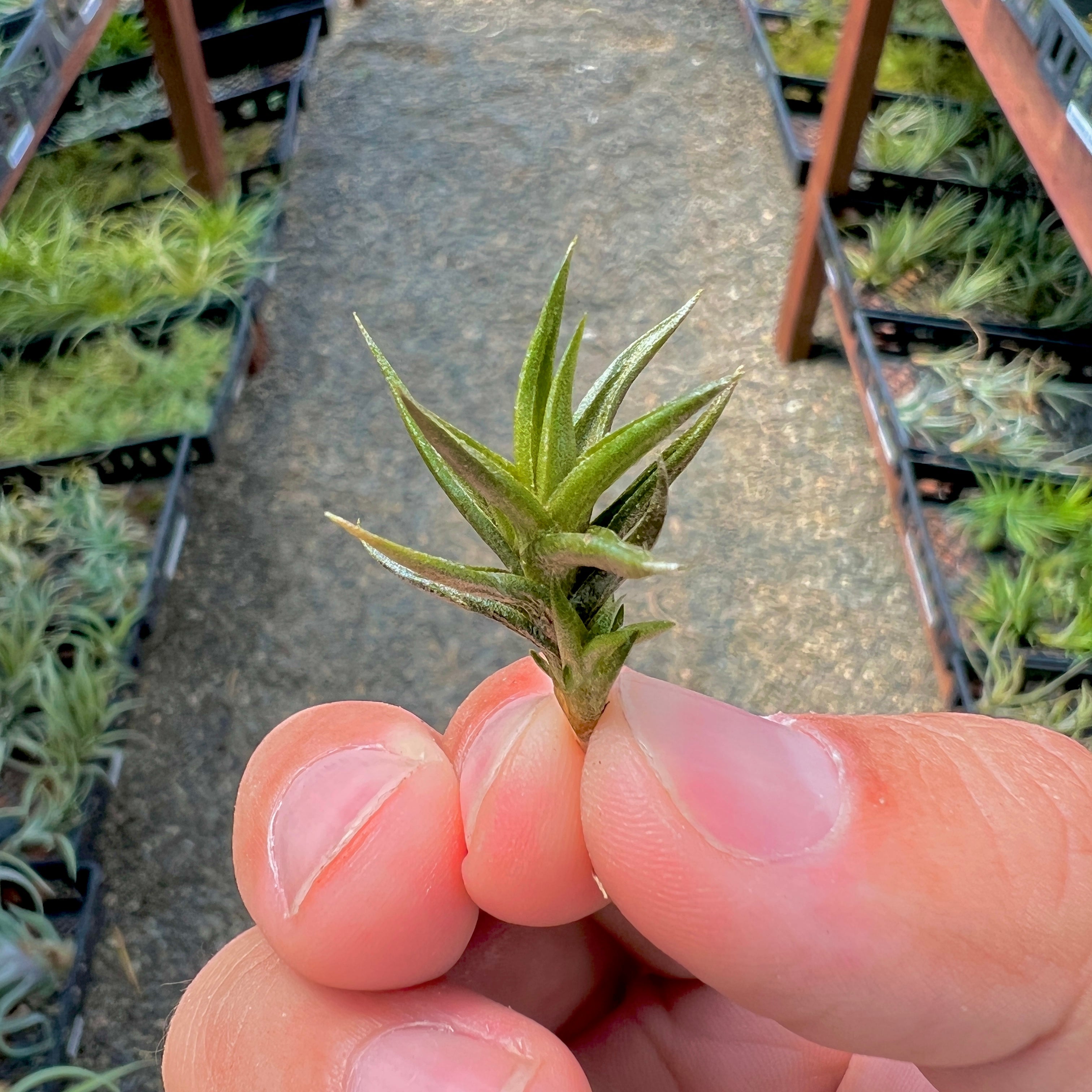 Tillandsia funebris miniature tiny small air plant