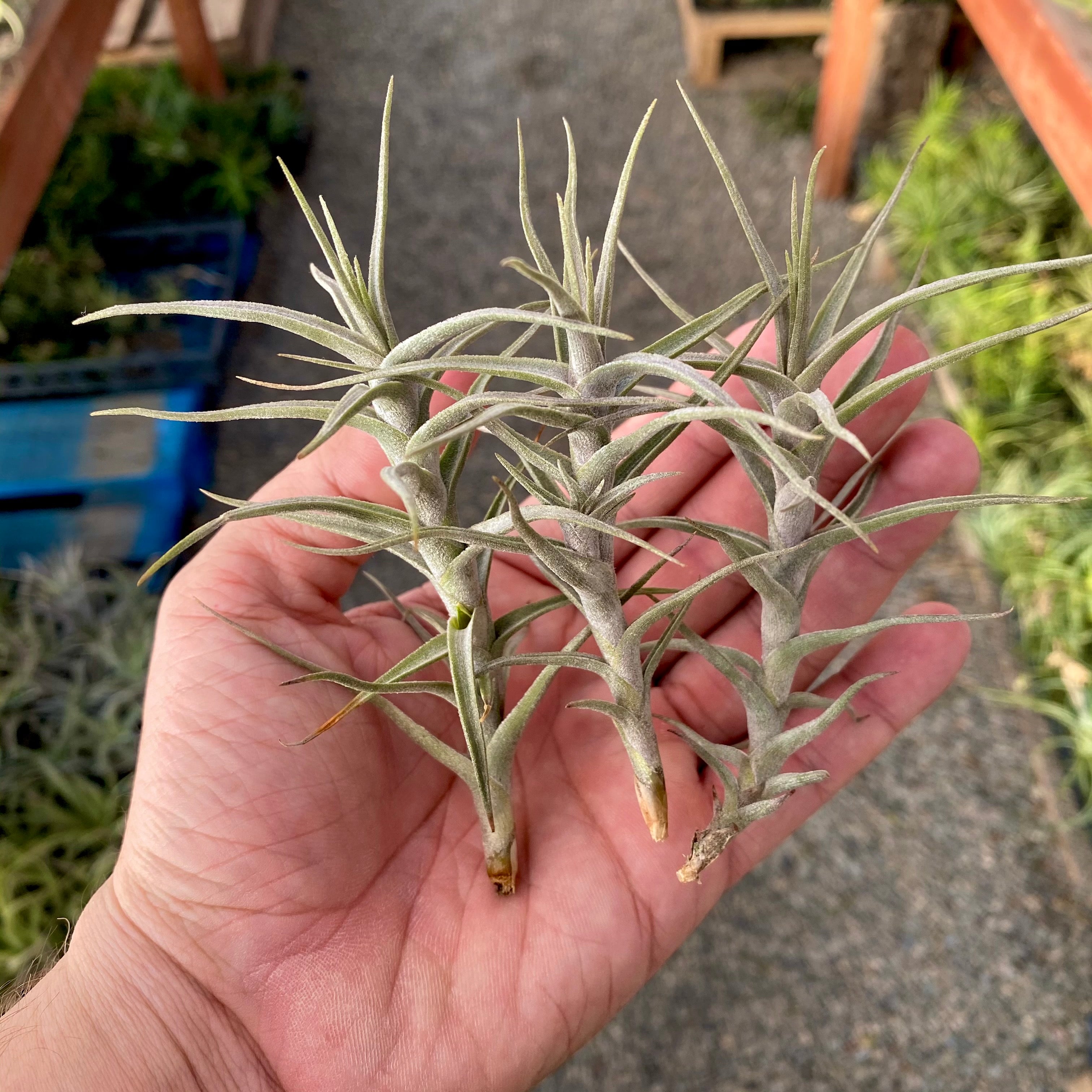 TIllandsia diaguitensis beginner friendly air plant drought tolerant