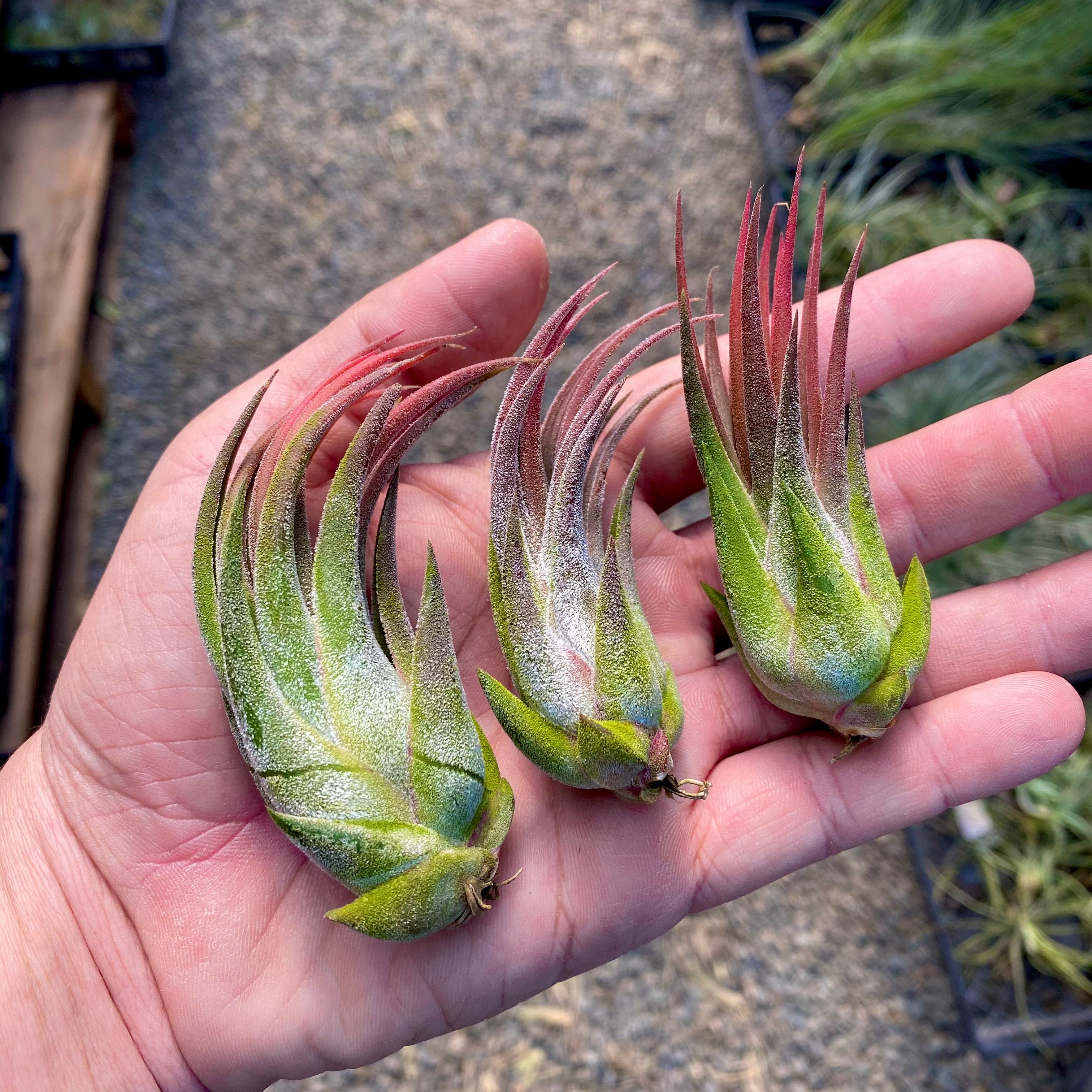 ‘Tina Parr’ (seleriana x ionantha)