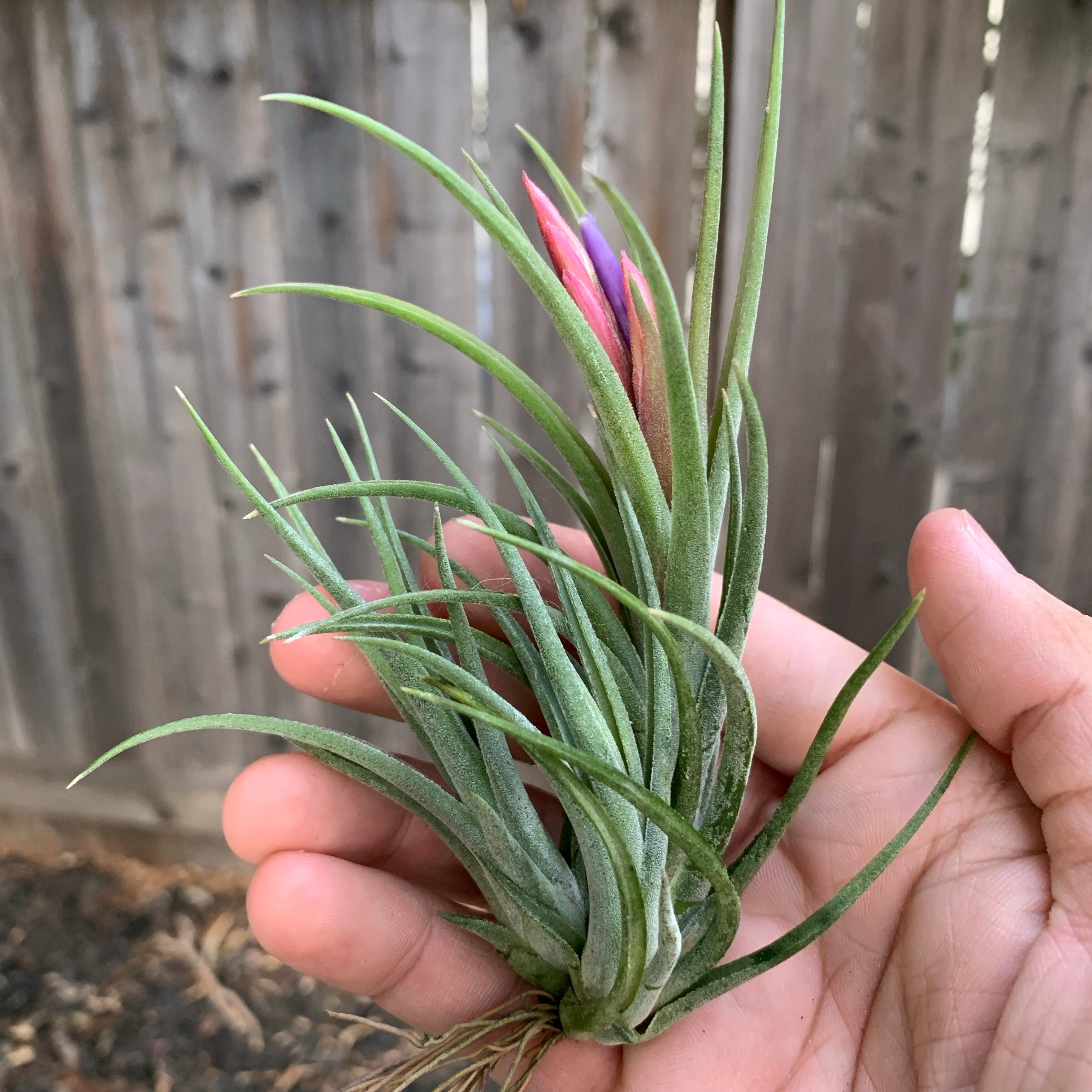 Ionantha x Baileyi