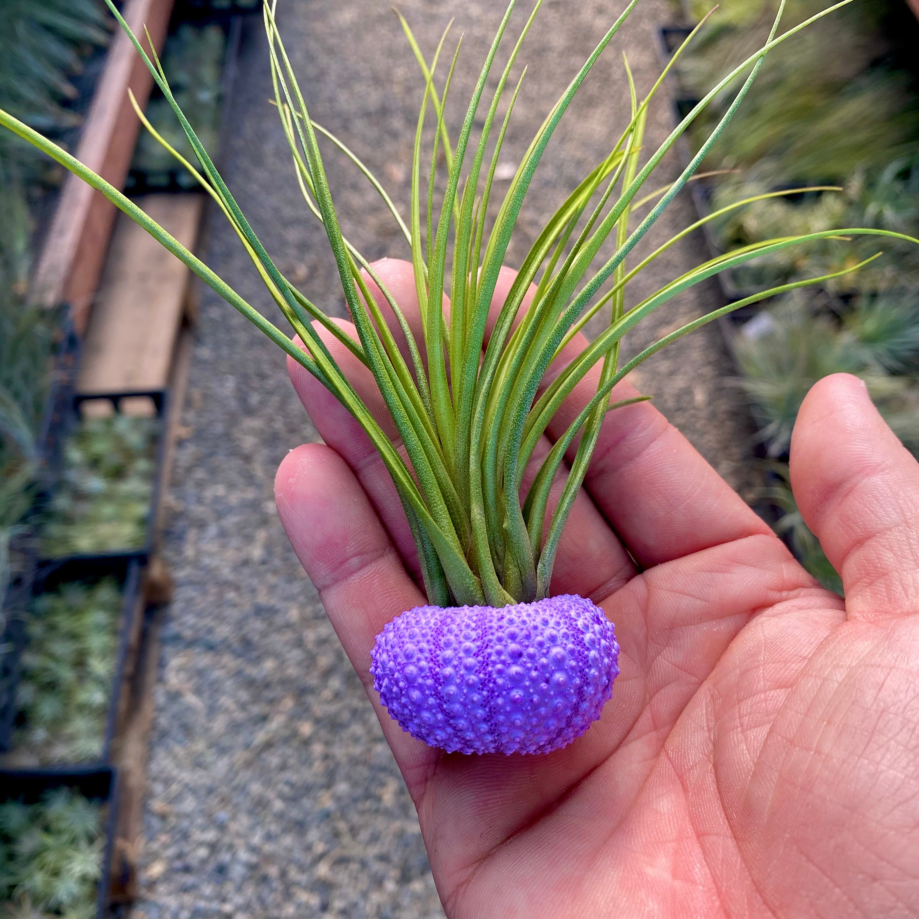 Party Colors Sea Urchin Shells <br> 5 Colors Available