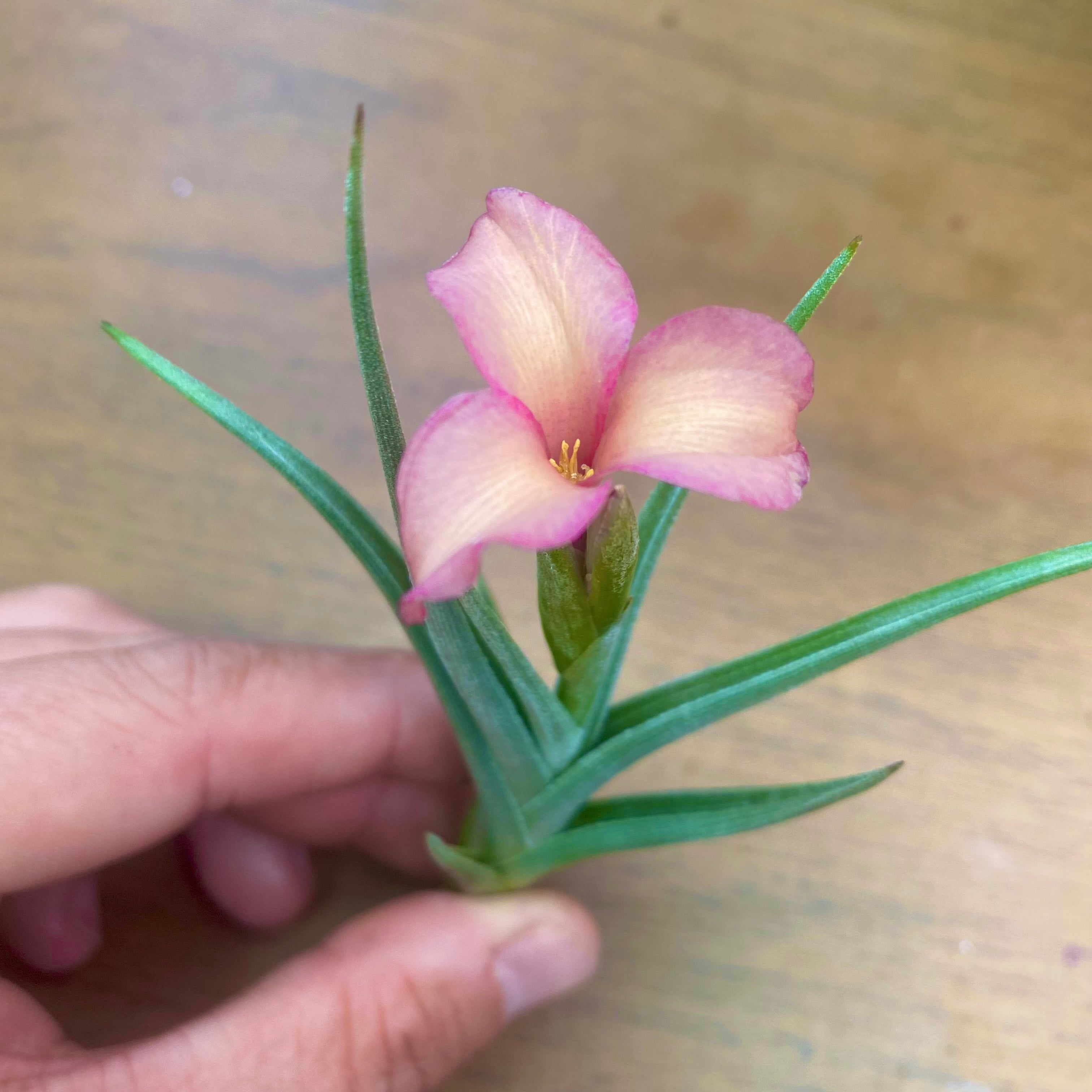 Tillandsia albertiana x arequitae AKA mystic rainbow air plant small