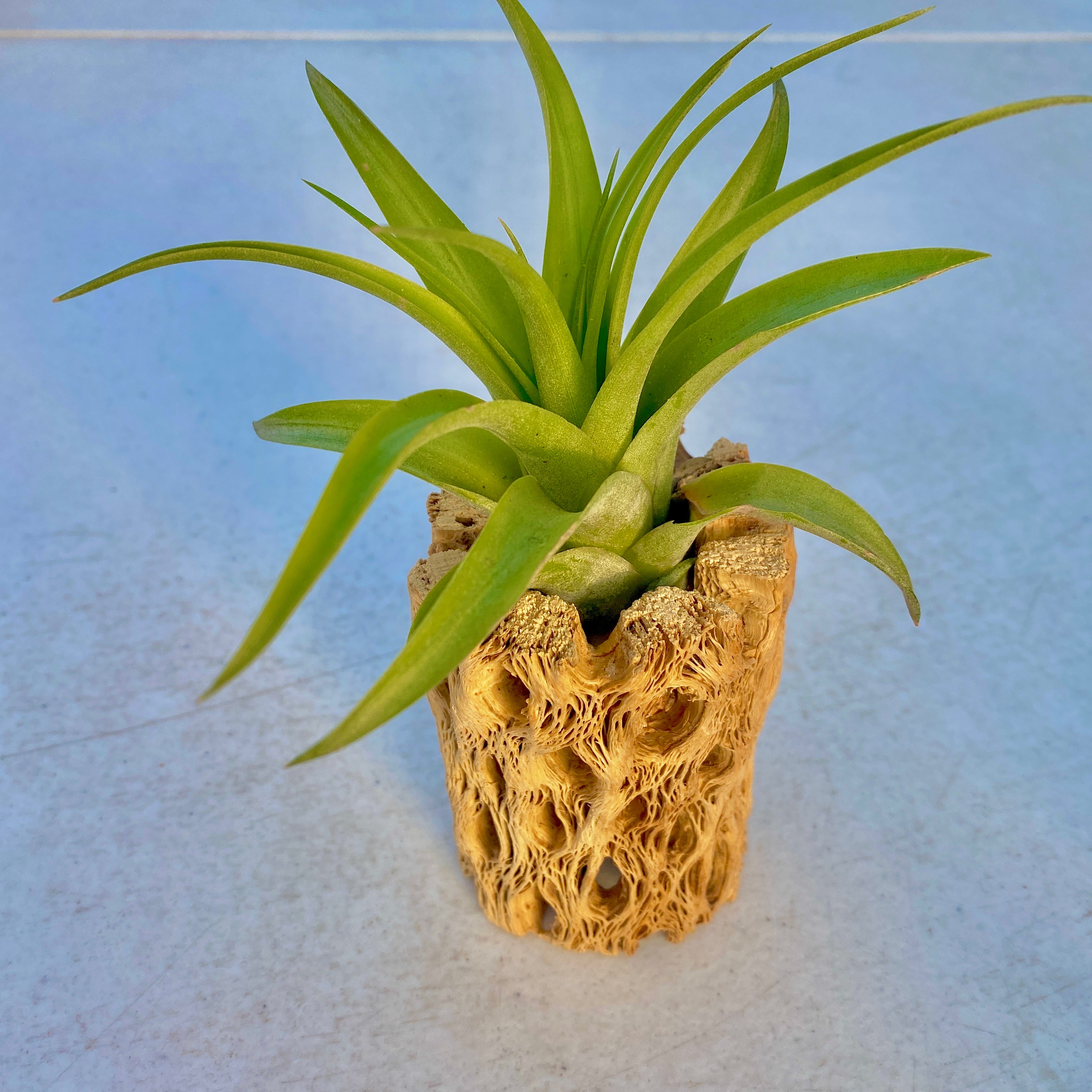 Sandblasted Cholla Wood Plant Display <br> 4" Long (Wood + Air Plant)