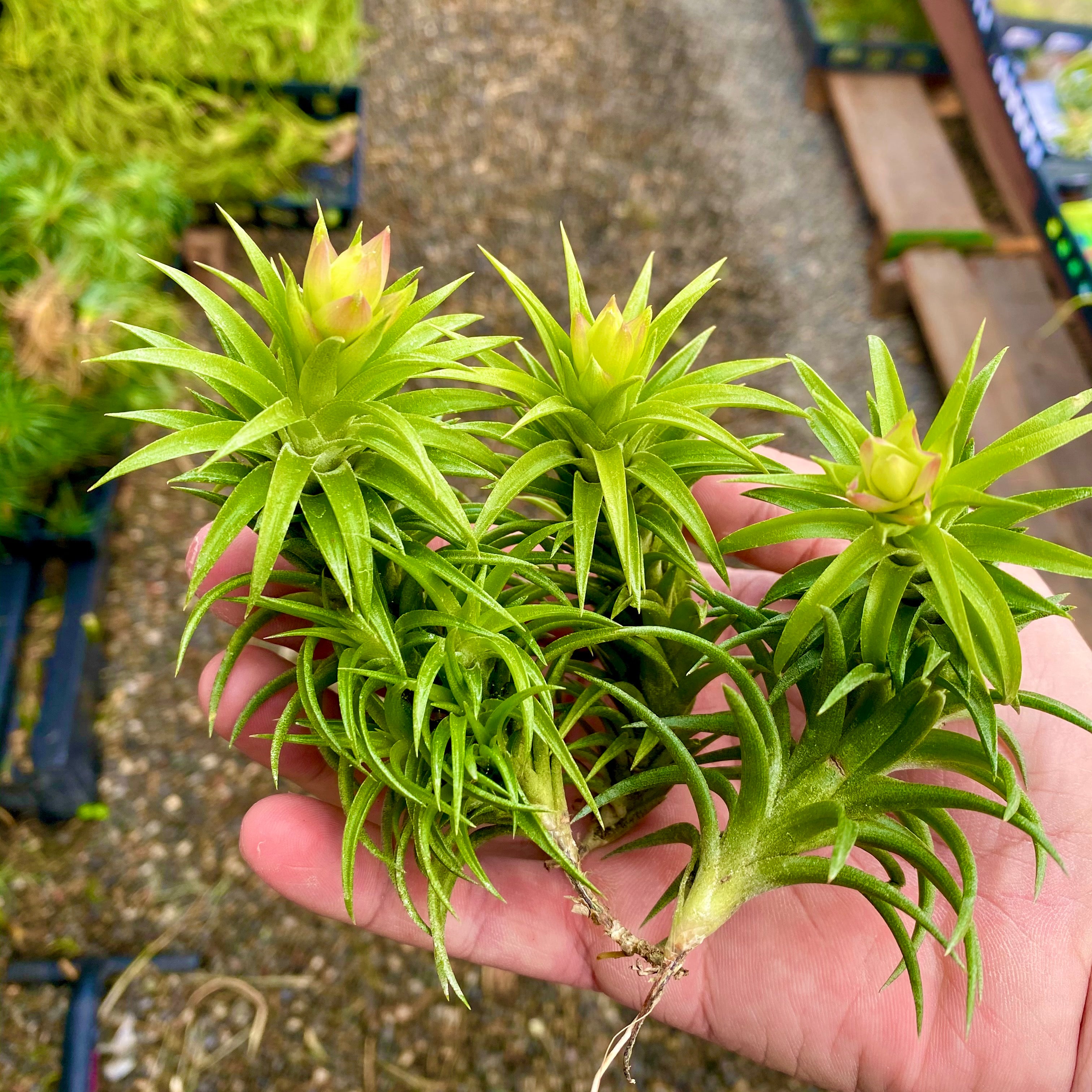 Tillandsia Neglecta Air Plant Small Cute Terrarium Plant