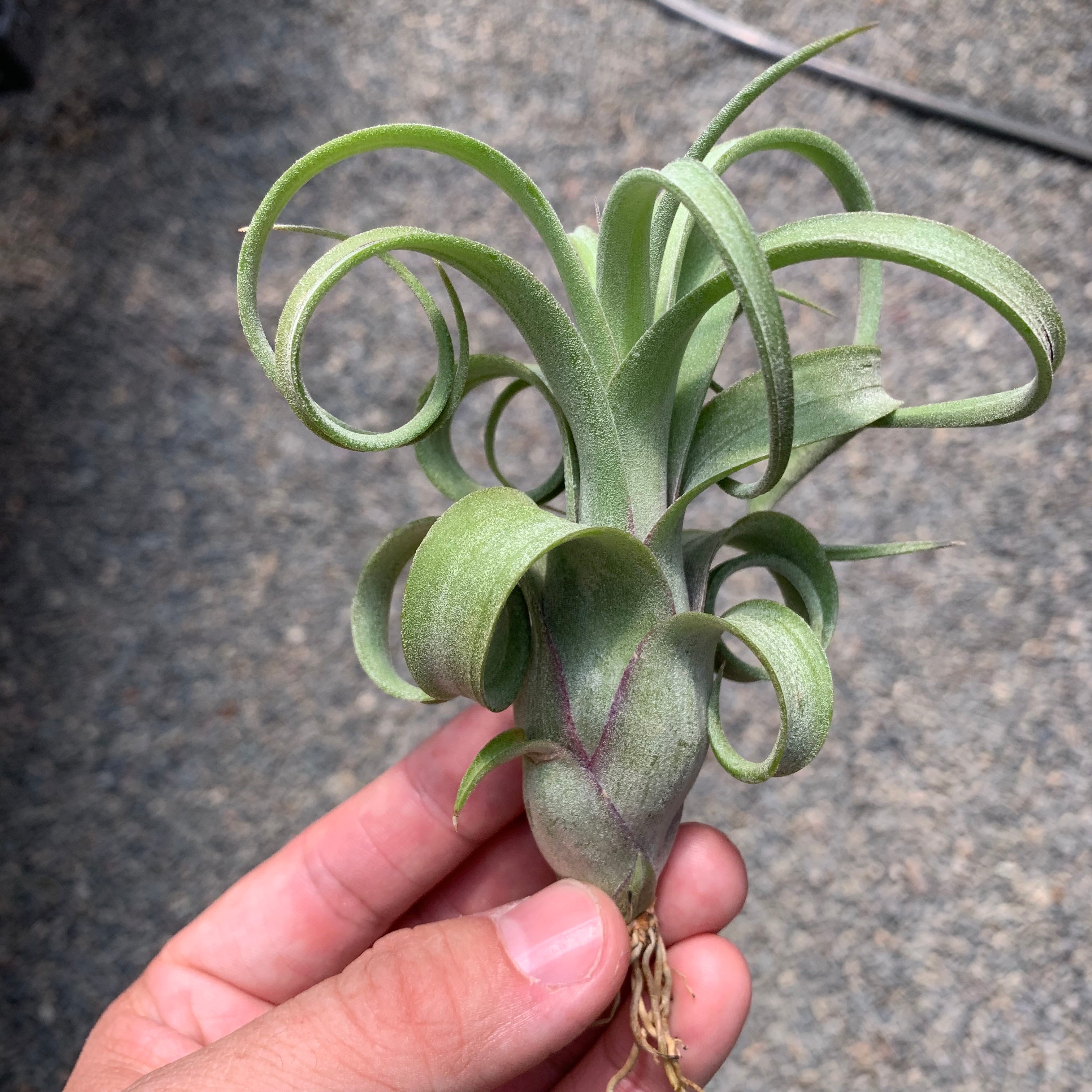 Curly Slim (Intermedia x Streptophylla)