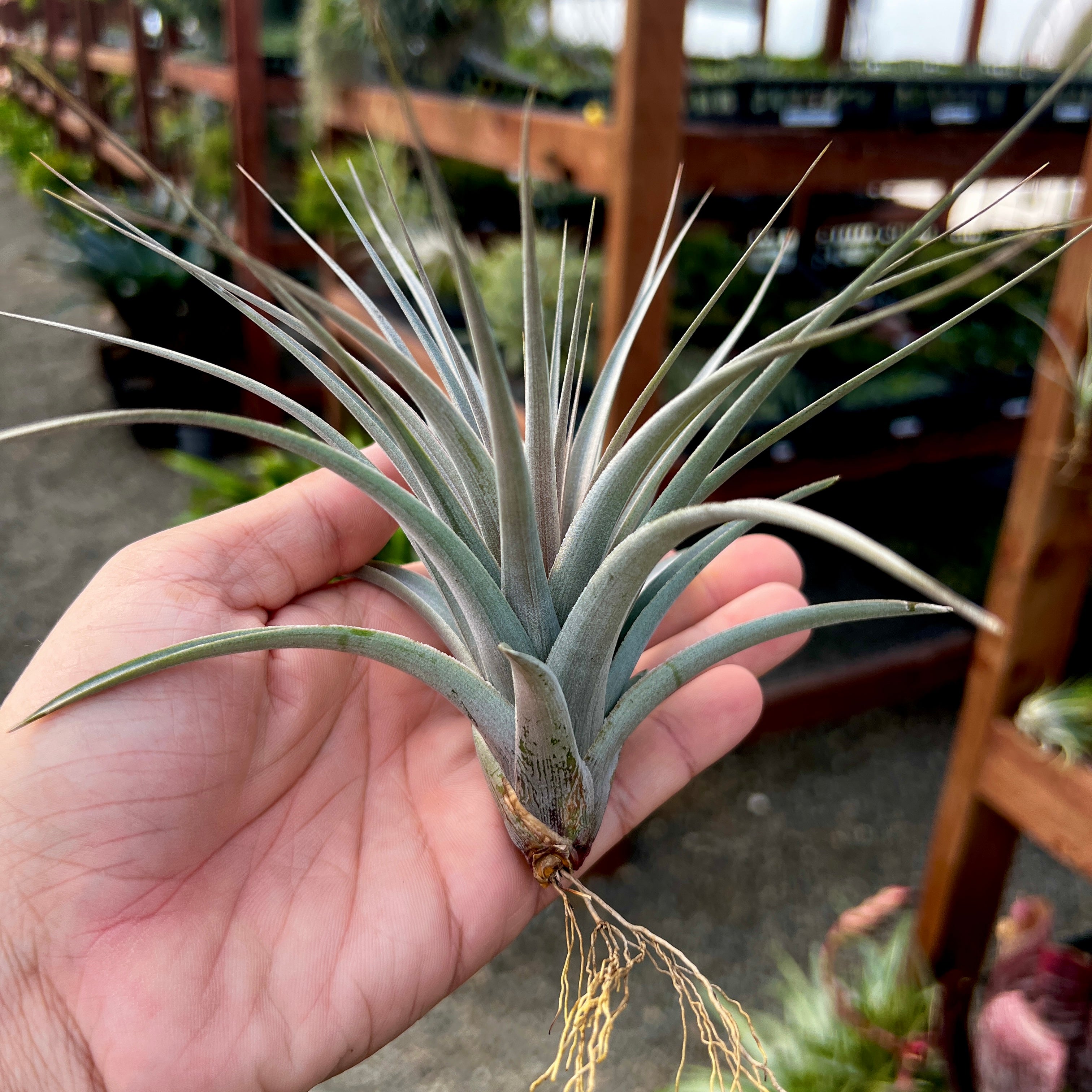 Tillandsia vernicosa purple air plant red bloom office plant air purifying