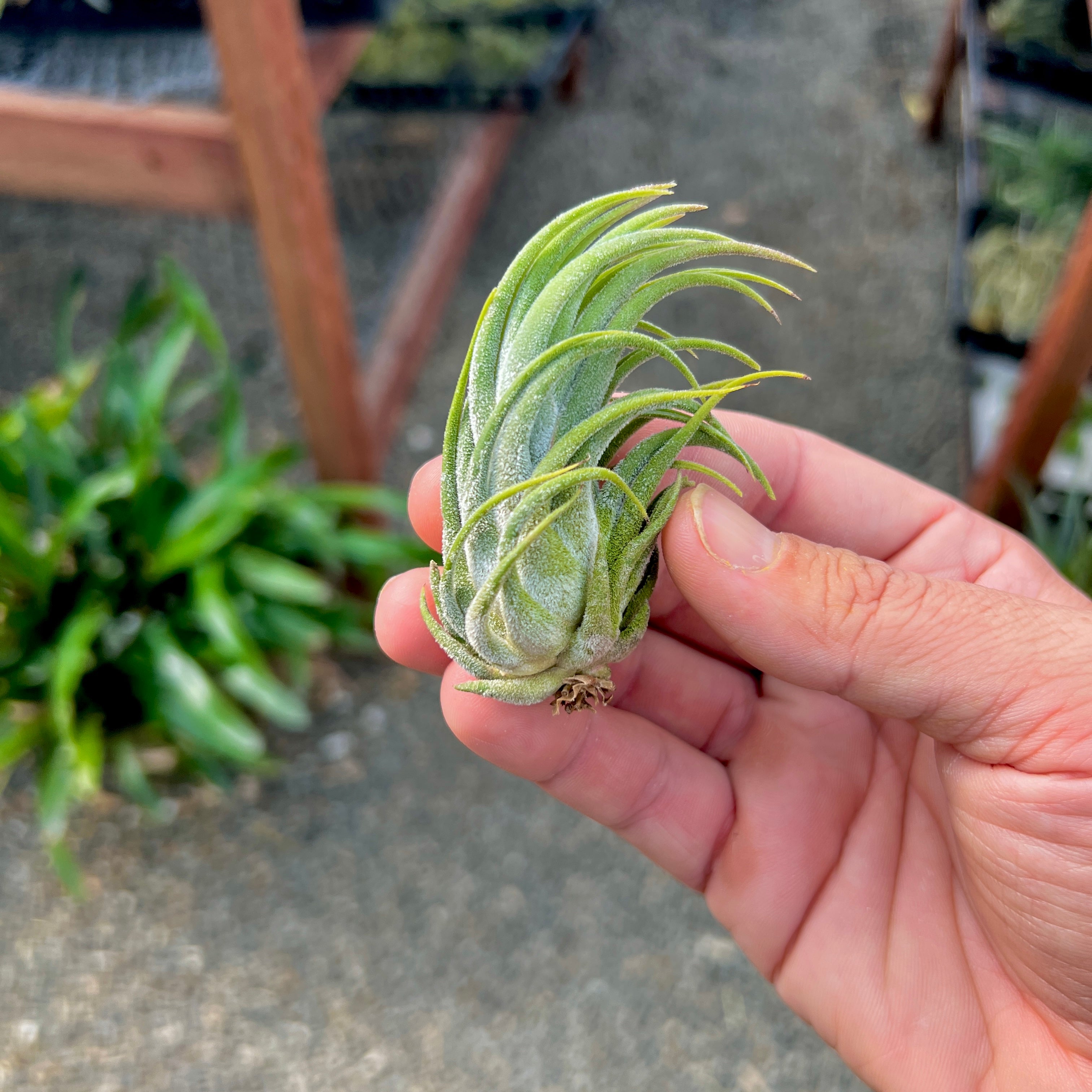 ‘Tina Parr’ (seleriana x ionantha)