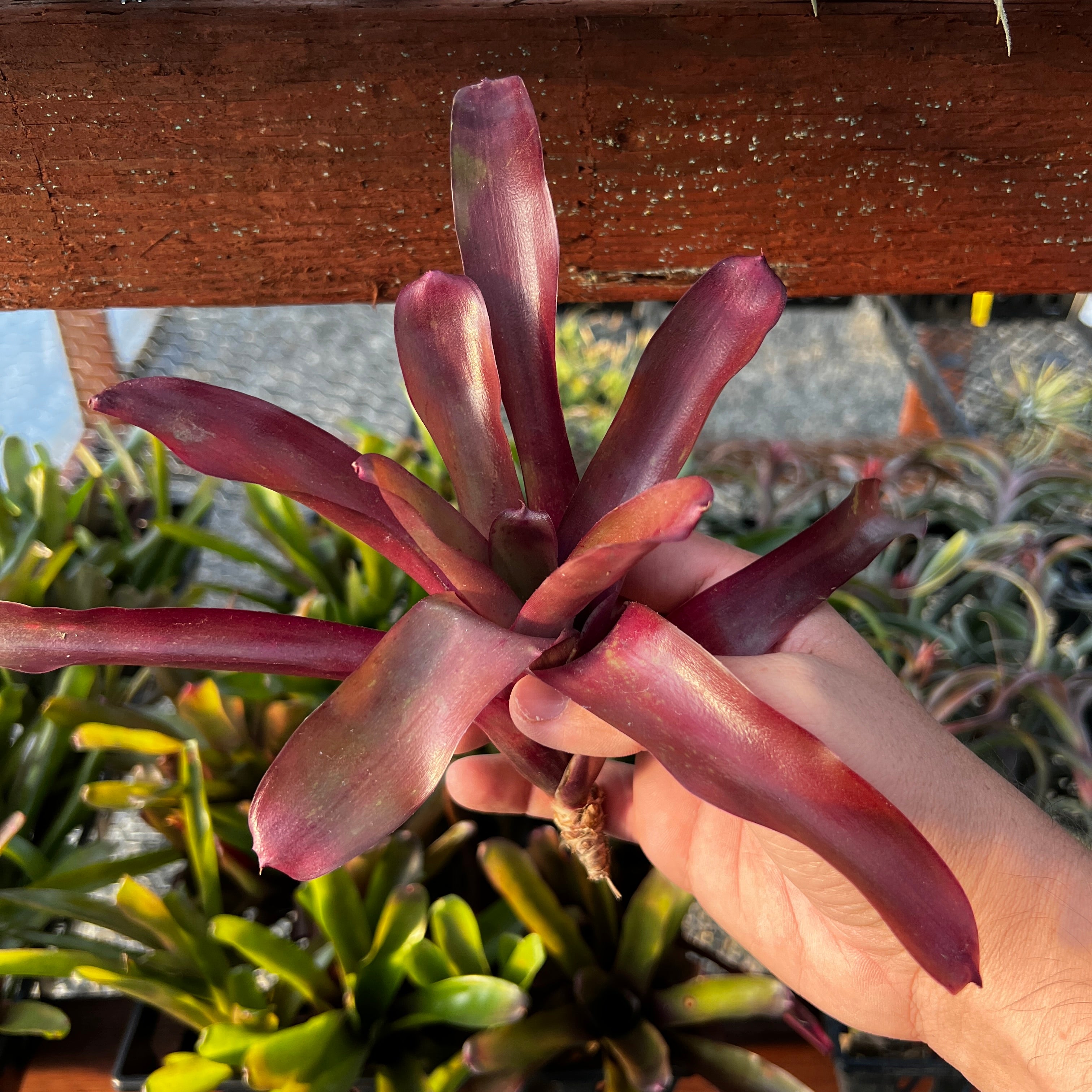 Neoregelia Fireball Air Plant Greenhouse Held In Hand