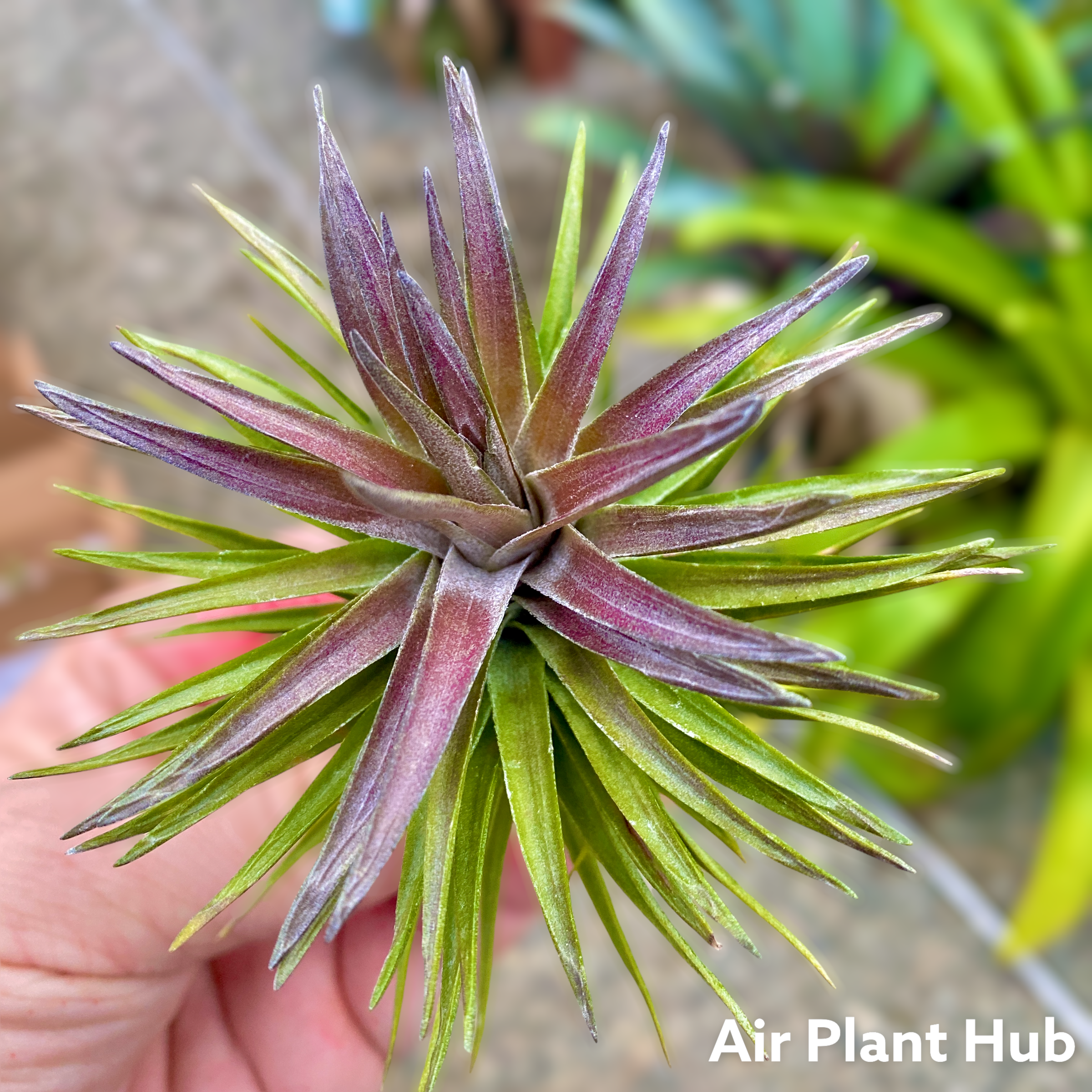 Tenuifolia Purple Fan